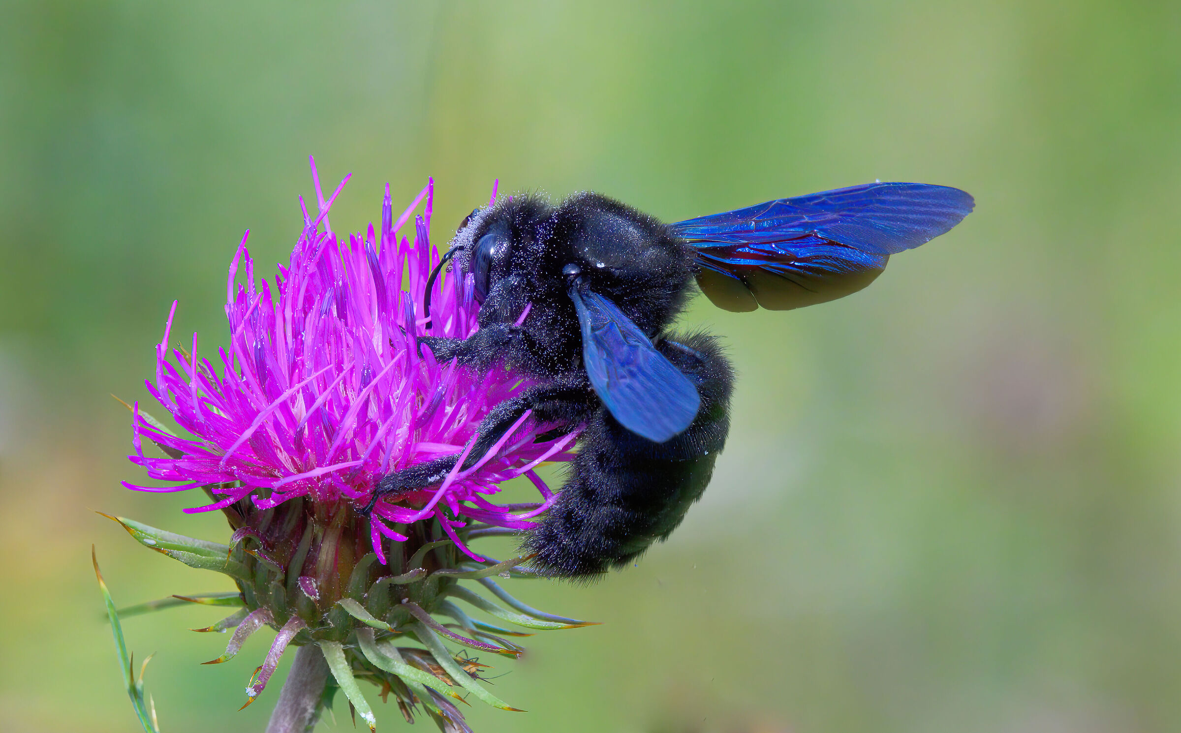 Woodcutter bee (Xylocopa sp.)