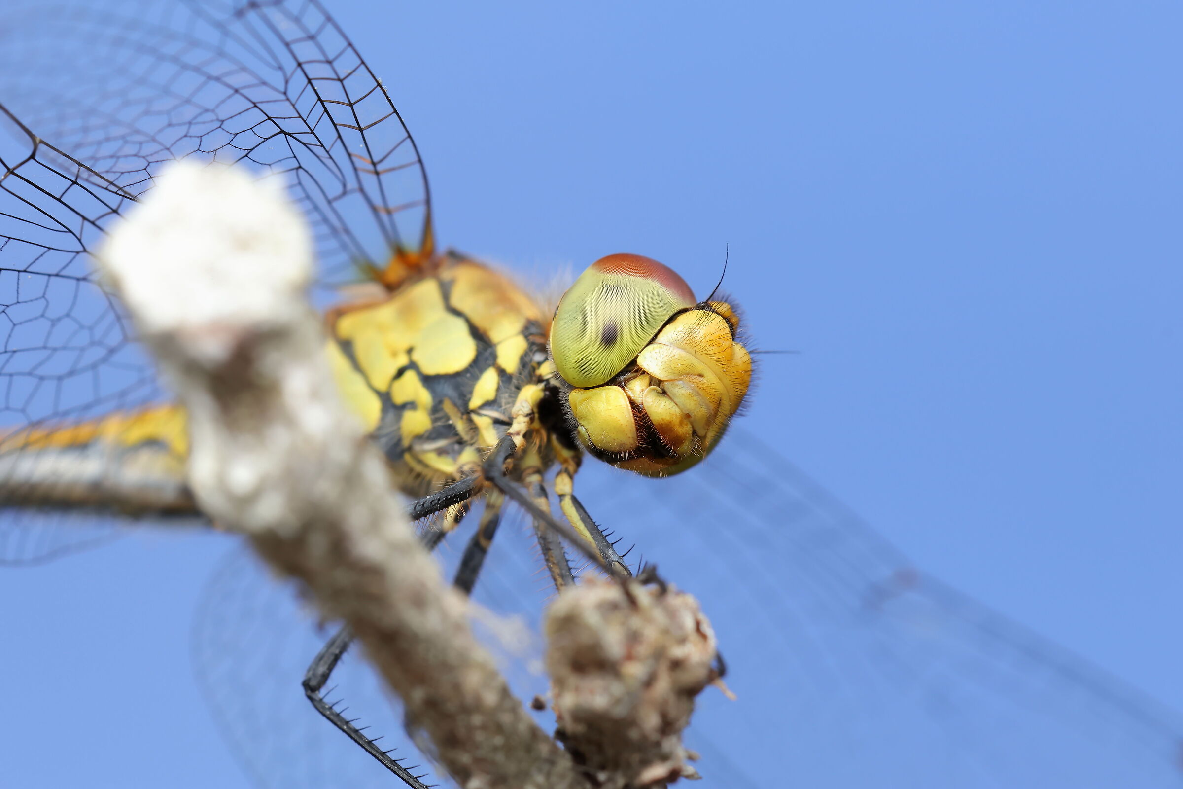 Sympetrum sanguineum