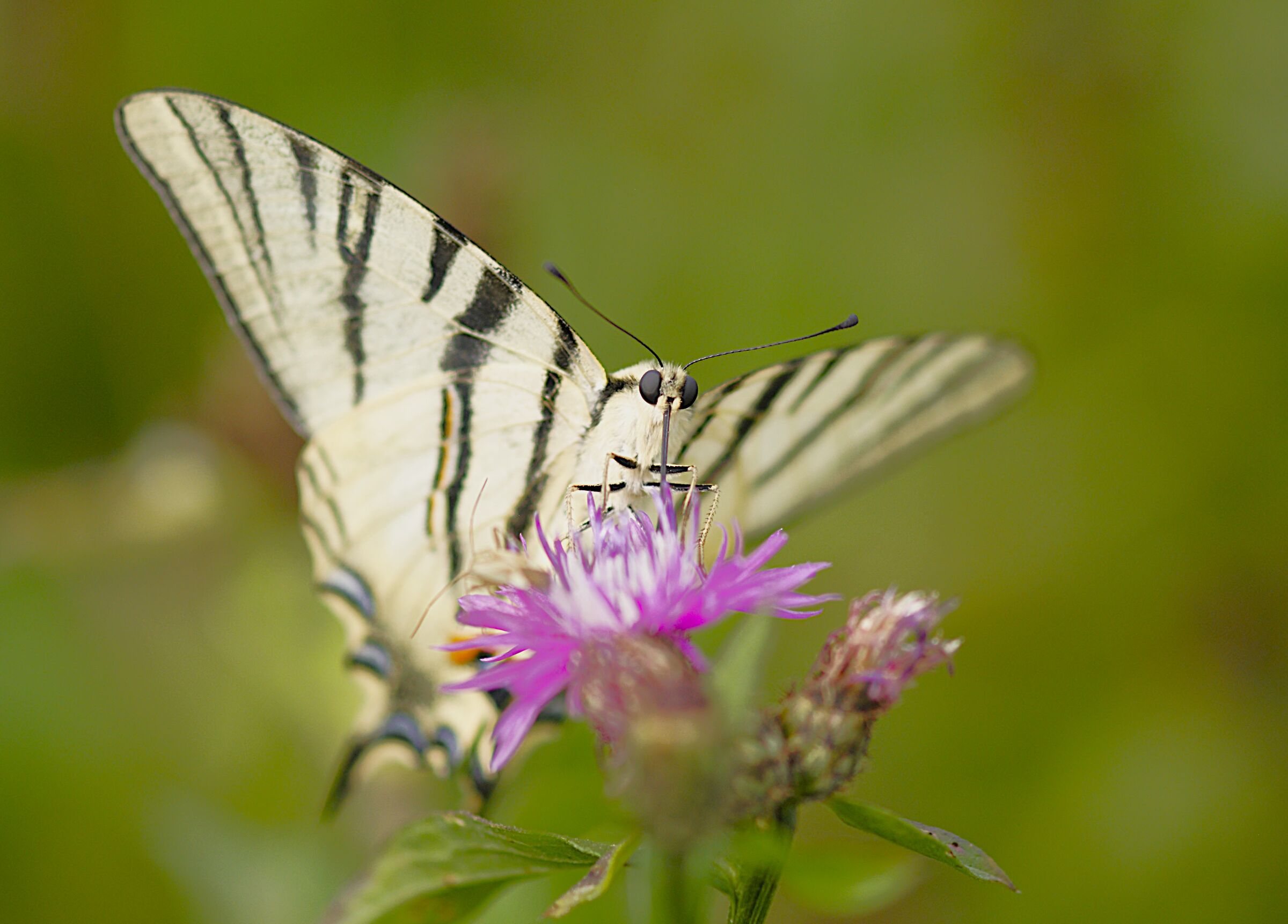 Scarce swallowtail