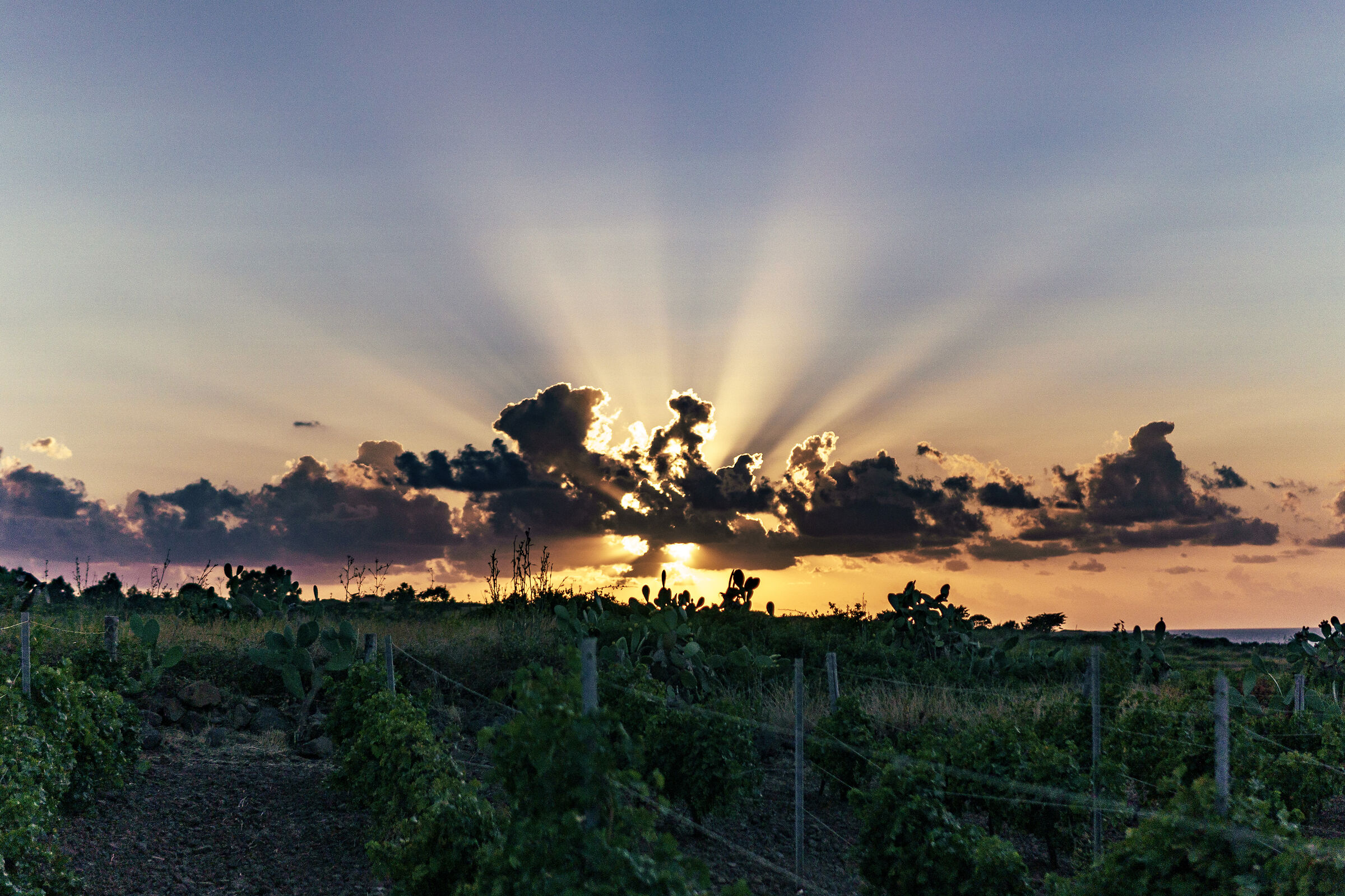 Ustica, sunset from the vineyard and prickly pears
