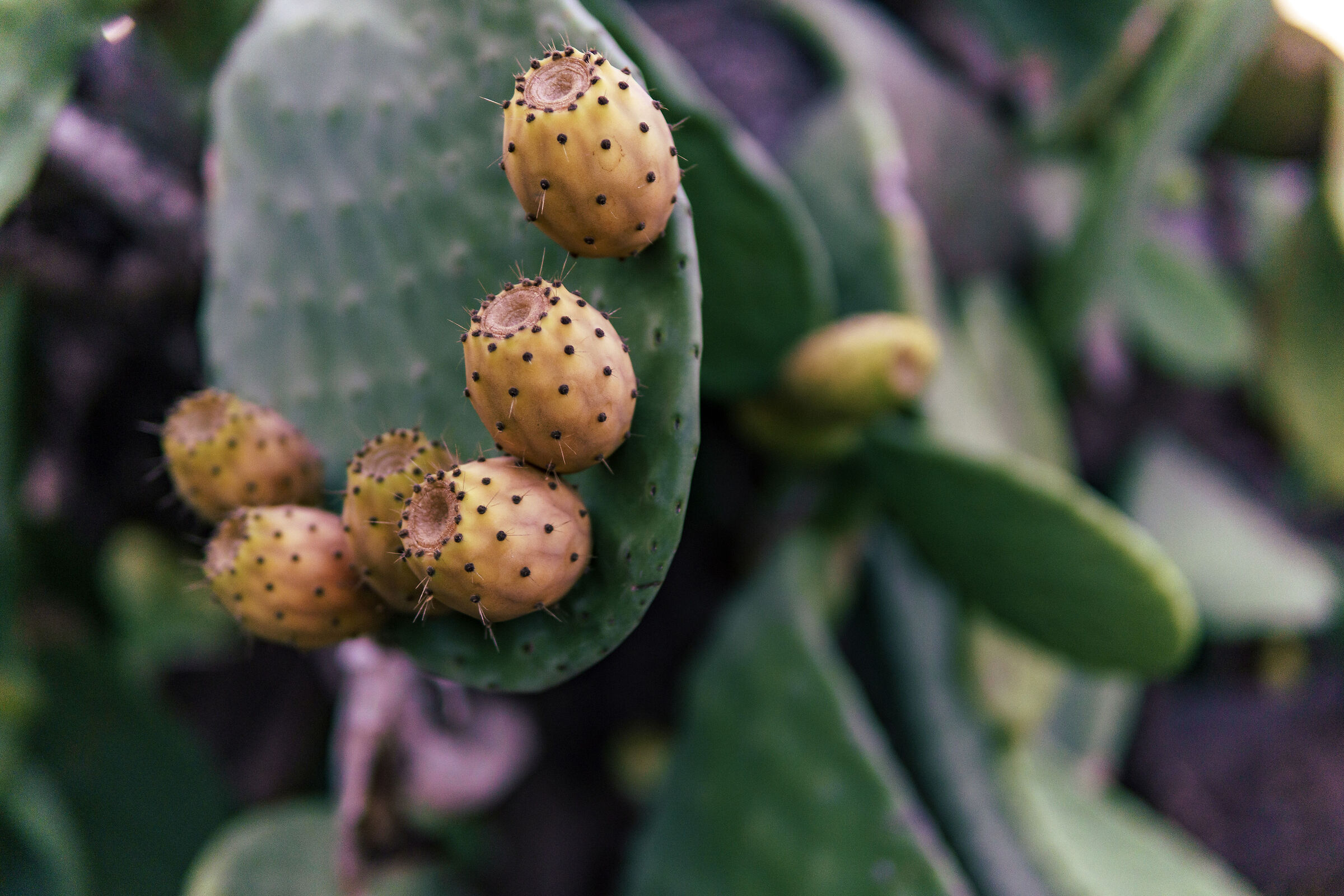 Ustica, prickly pears