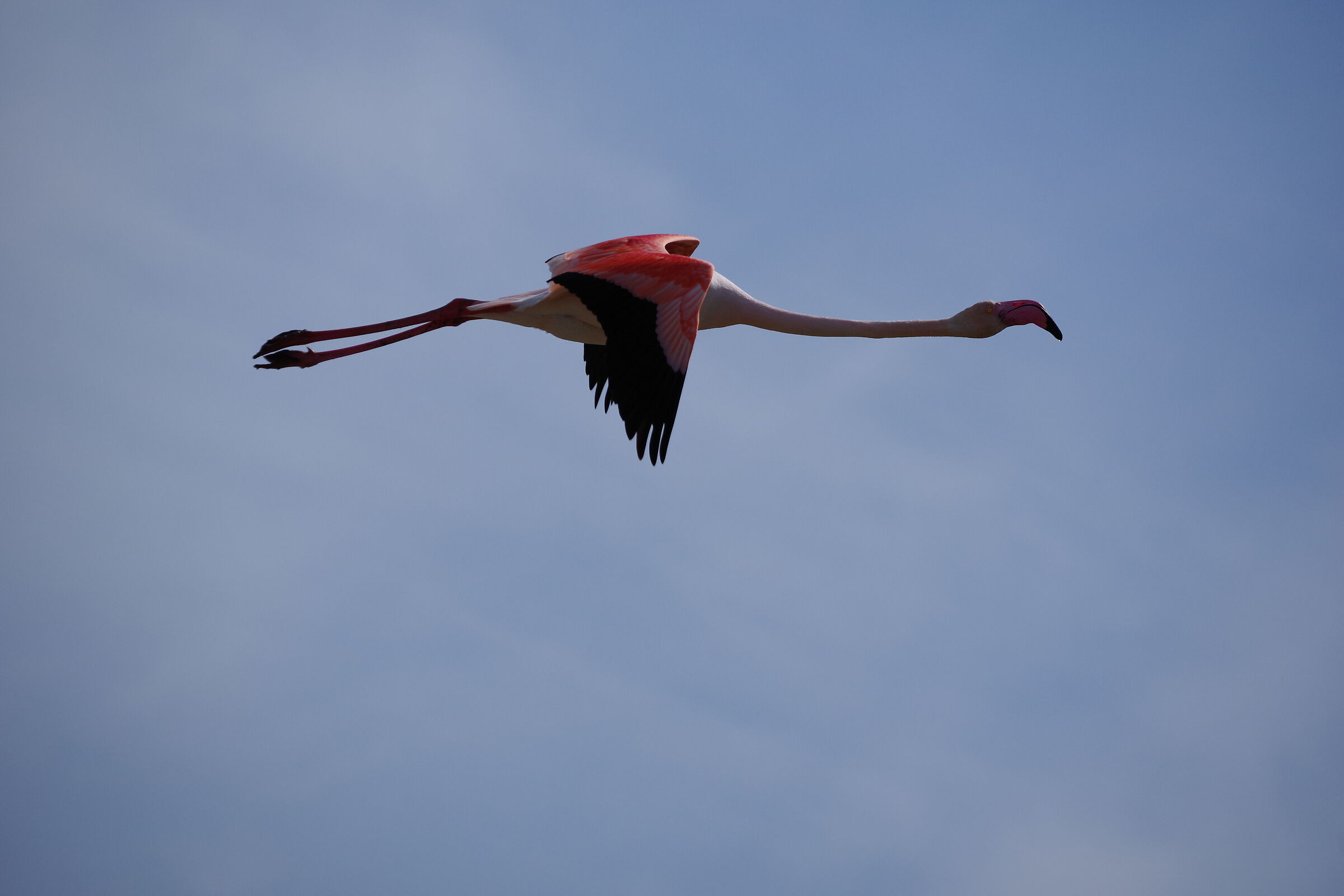 Flamingo on the run