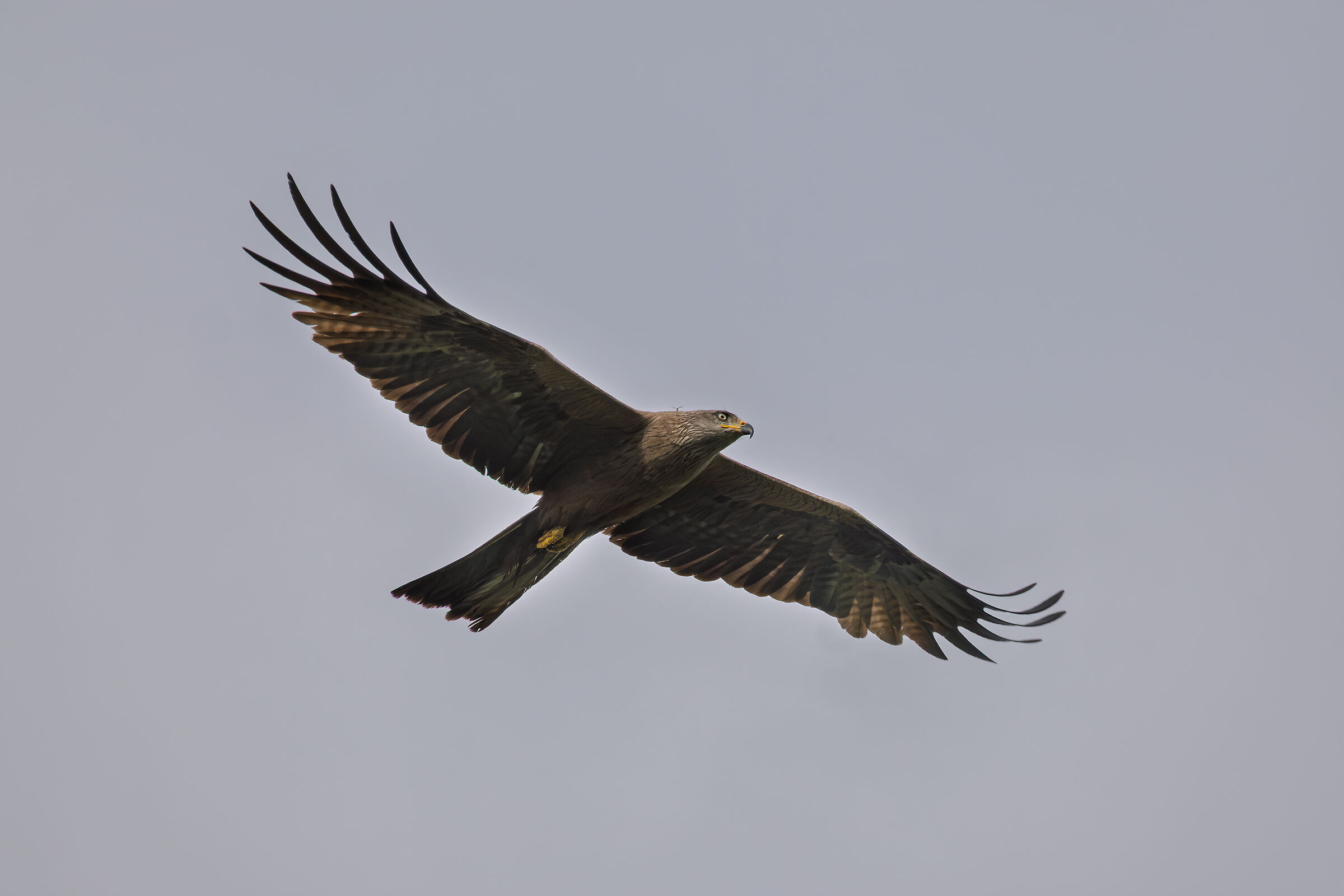 Black kite