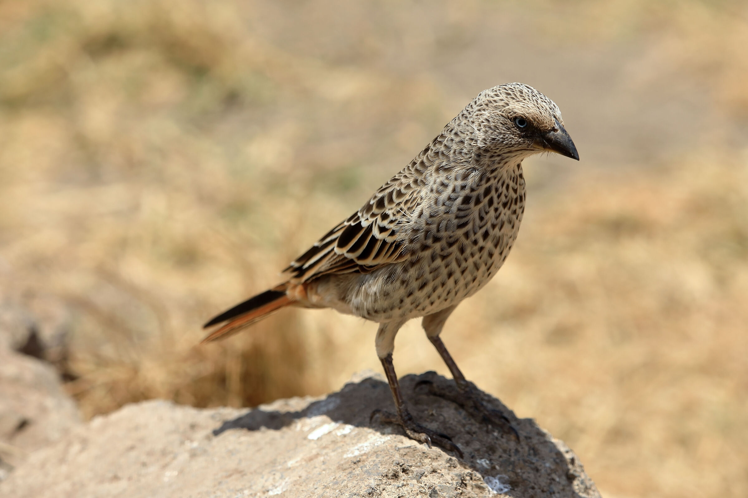 Tessitore codarossiccia