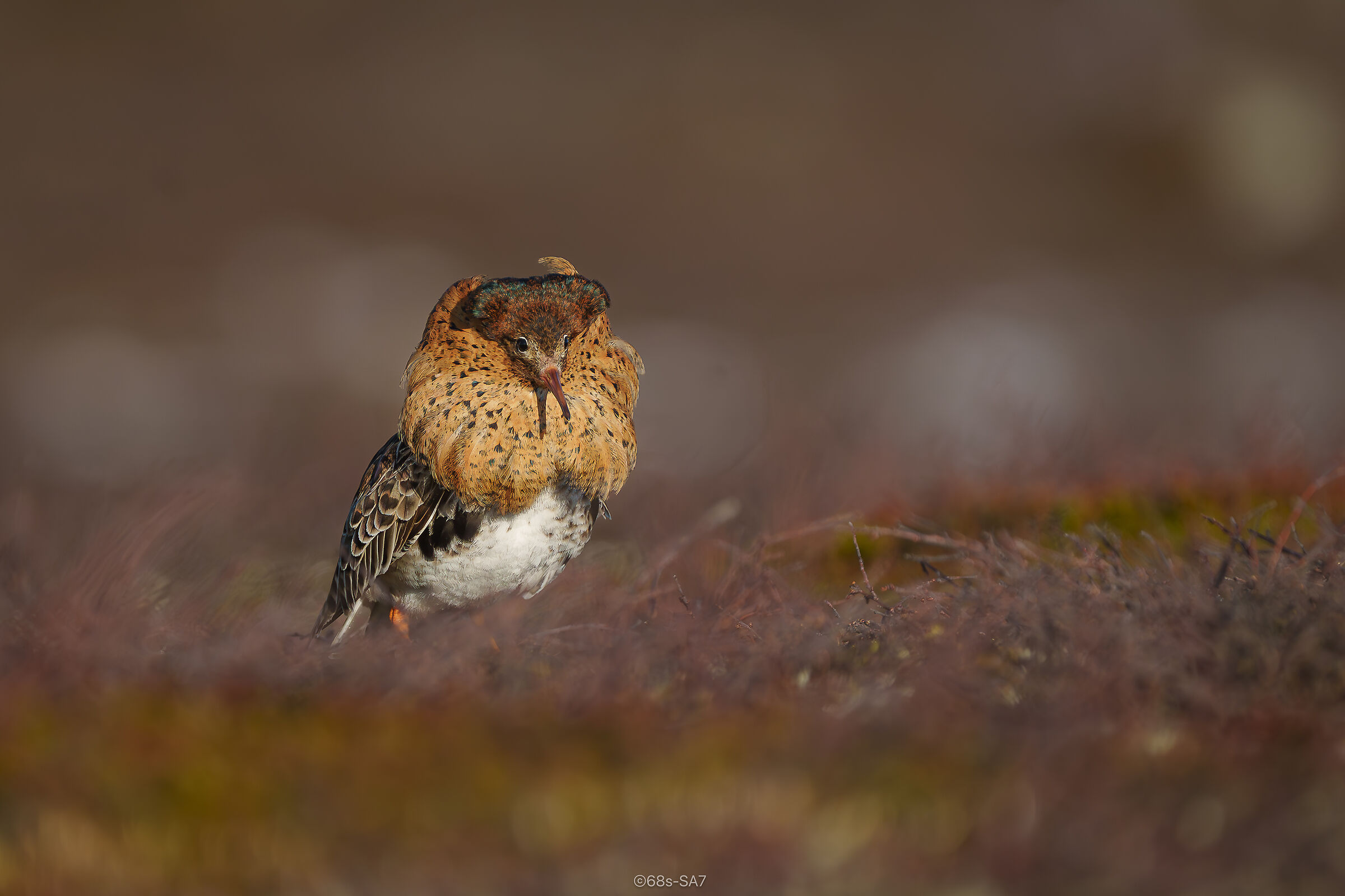 Sweden/Jämtland