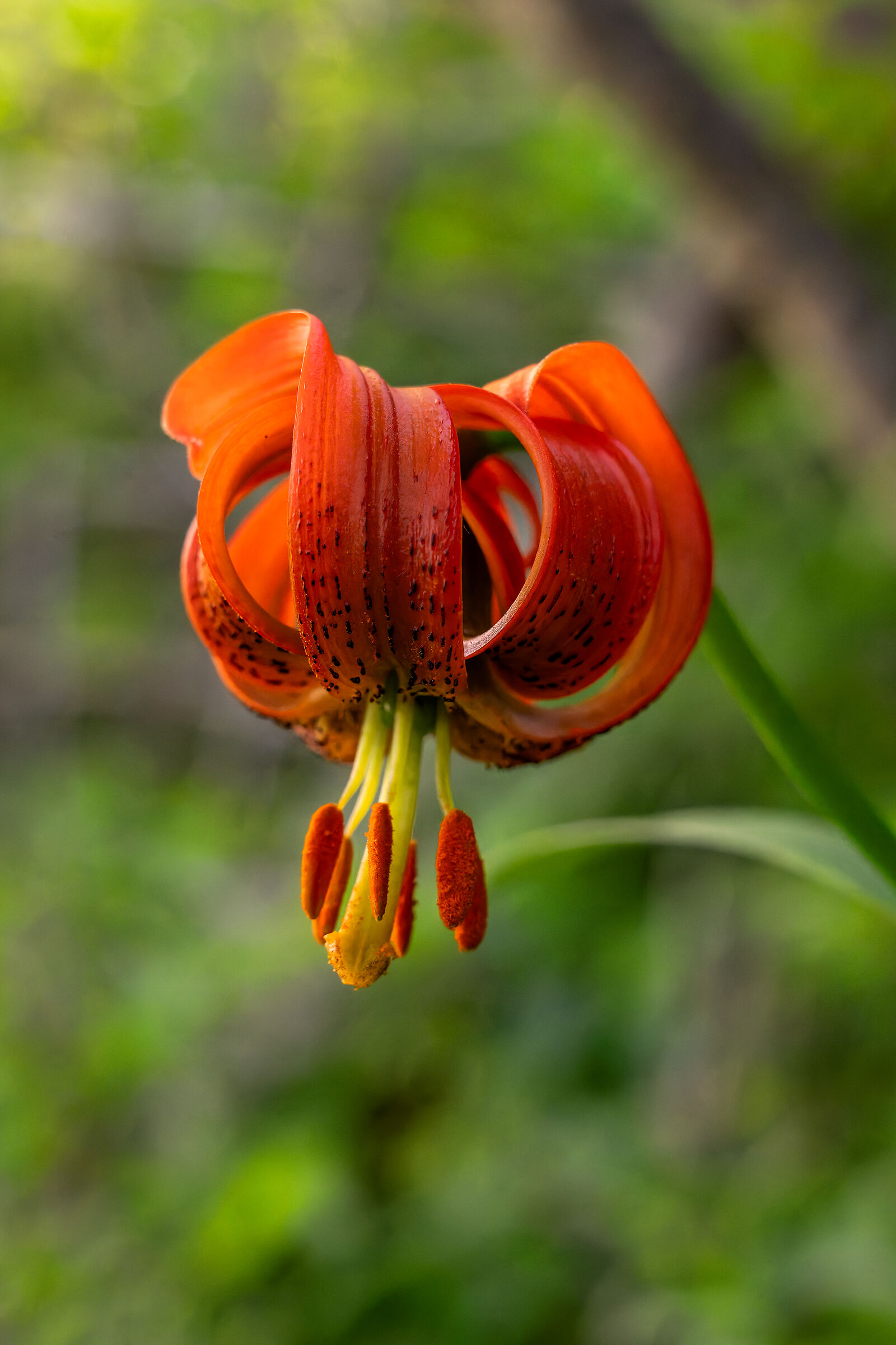 Lilium Carniolicum ( Lily of Carnia )