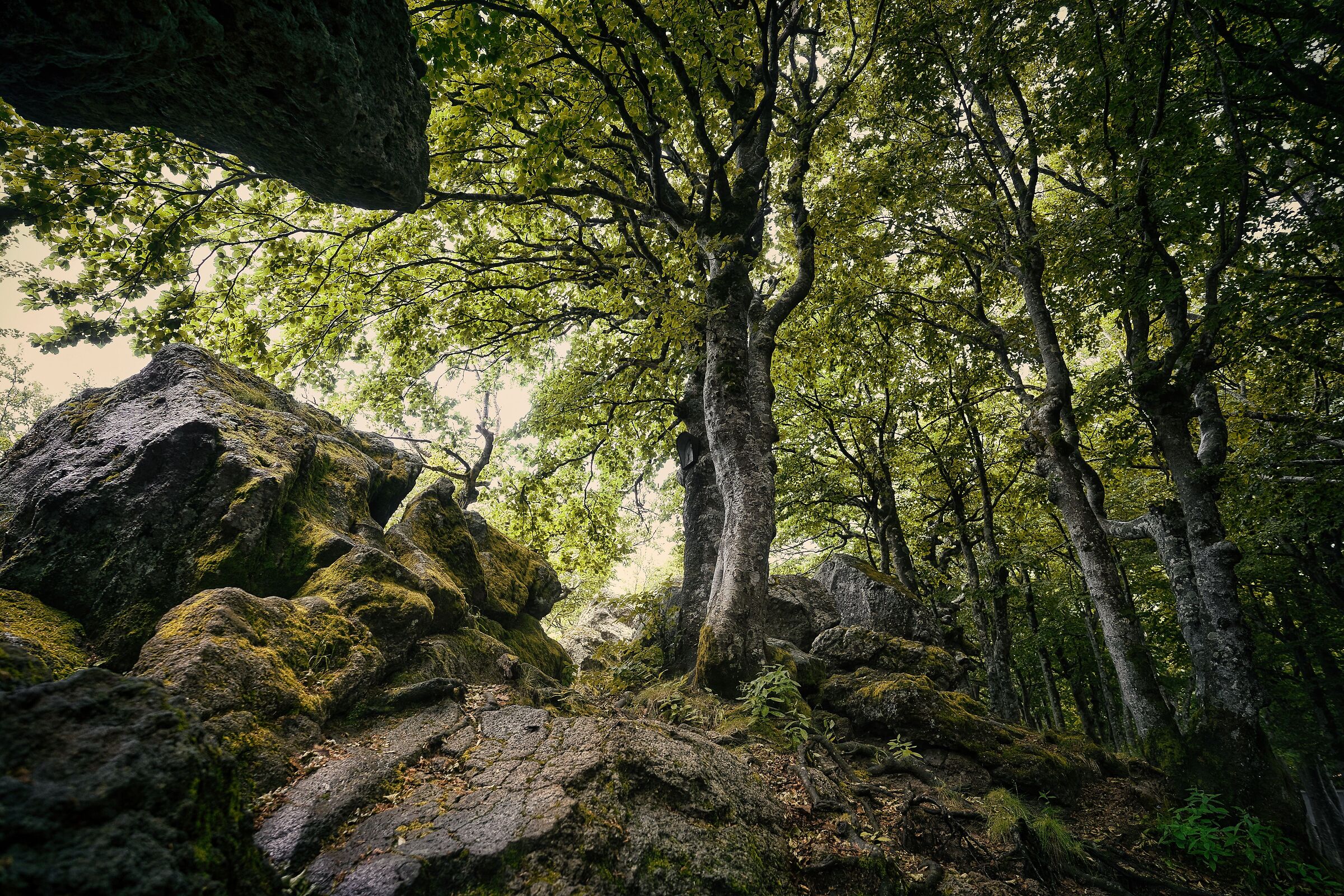A walk in the beech forest 2