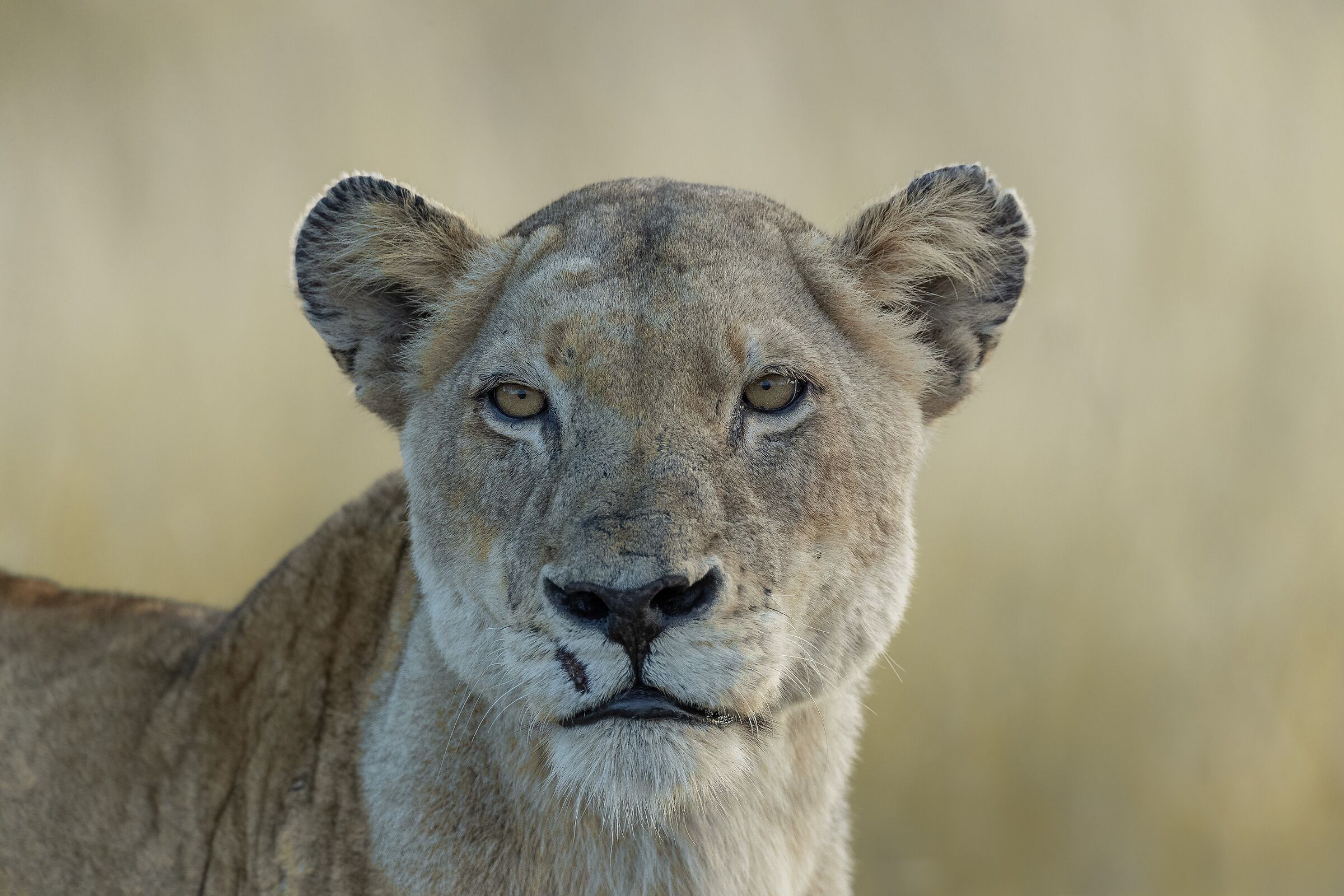 una vecchia leonessa