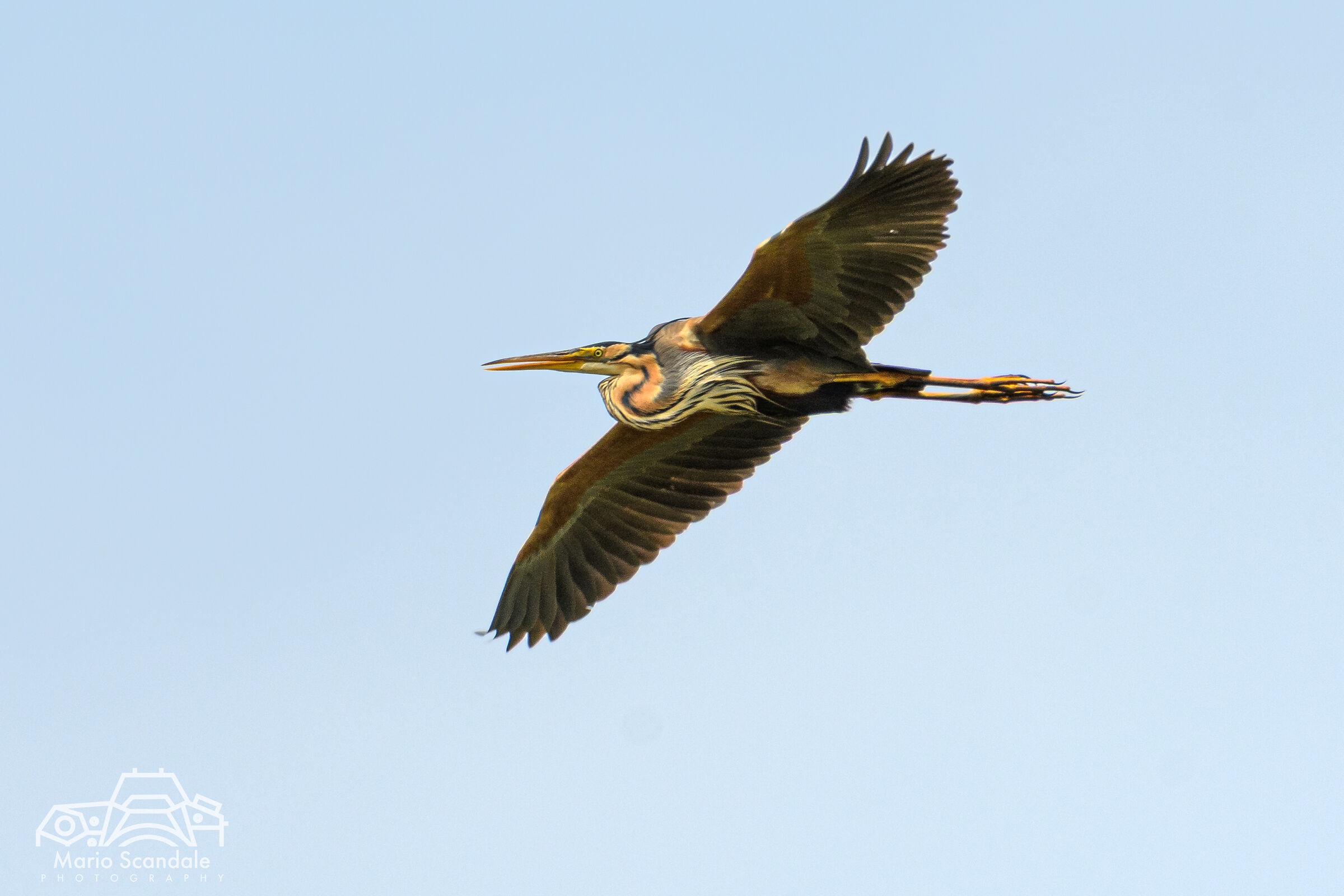 Airone rosso in volo