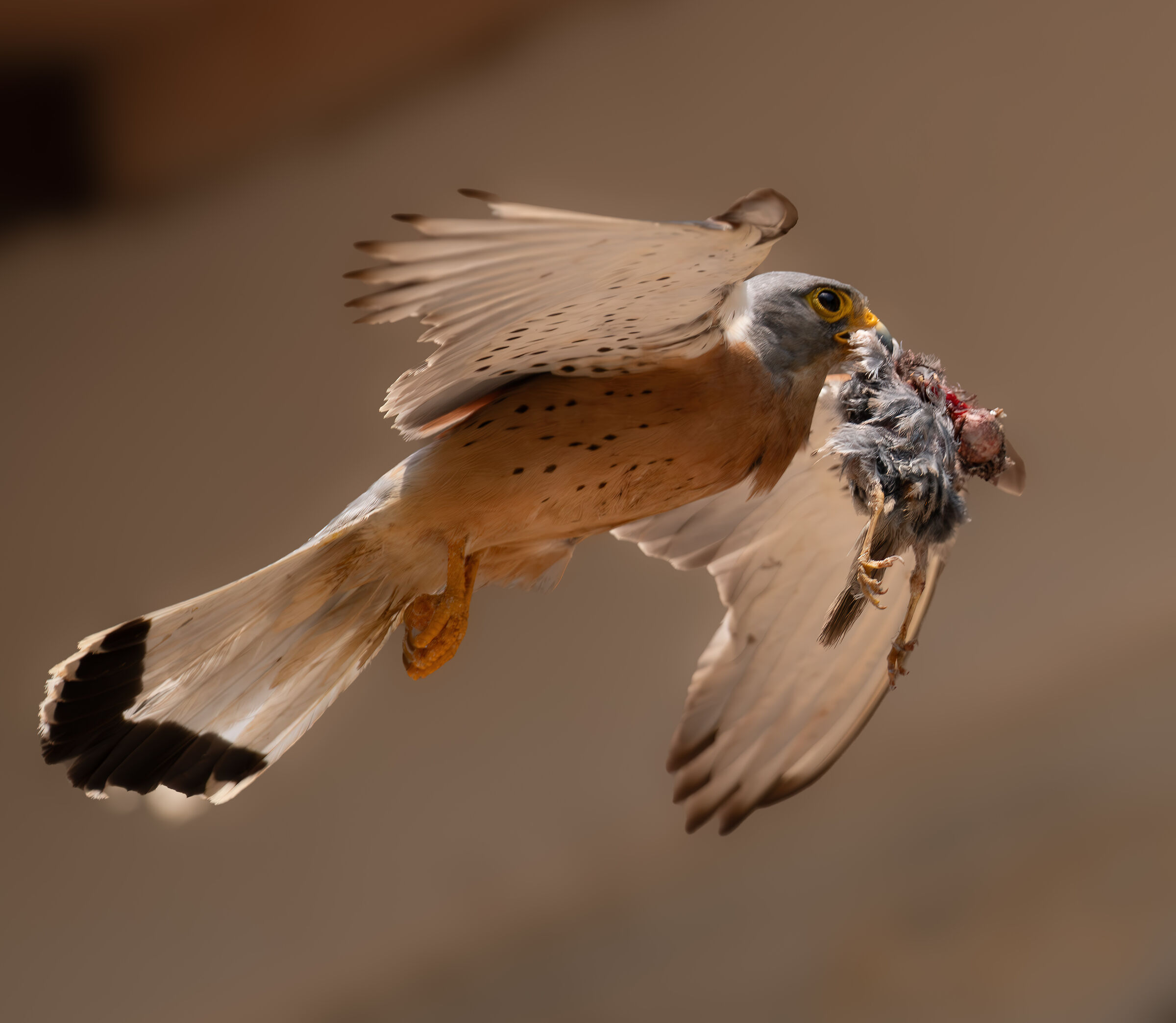 Lesser Kestrel with pullet as prey