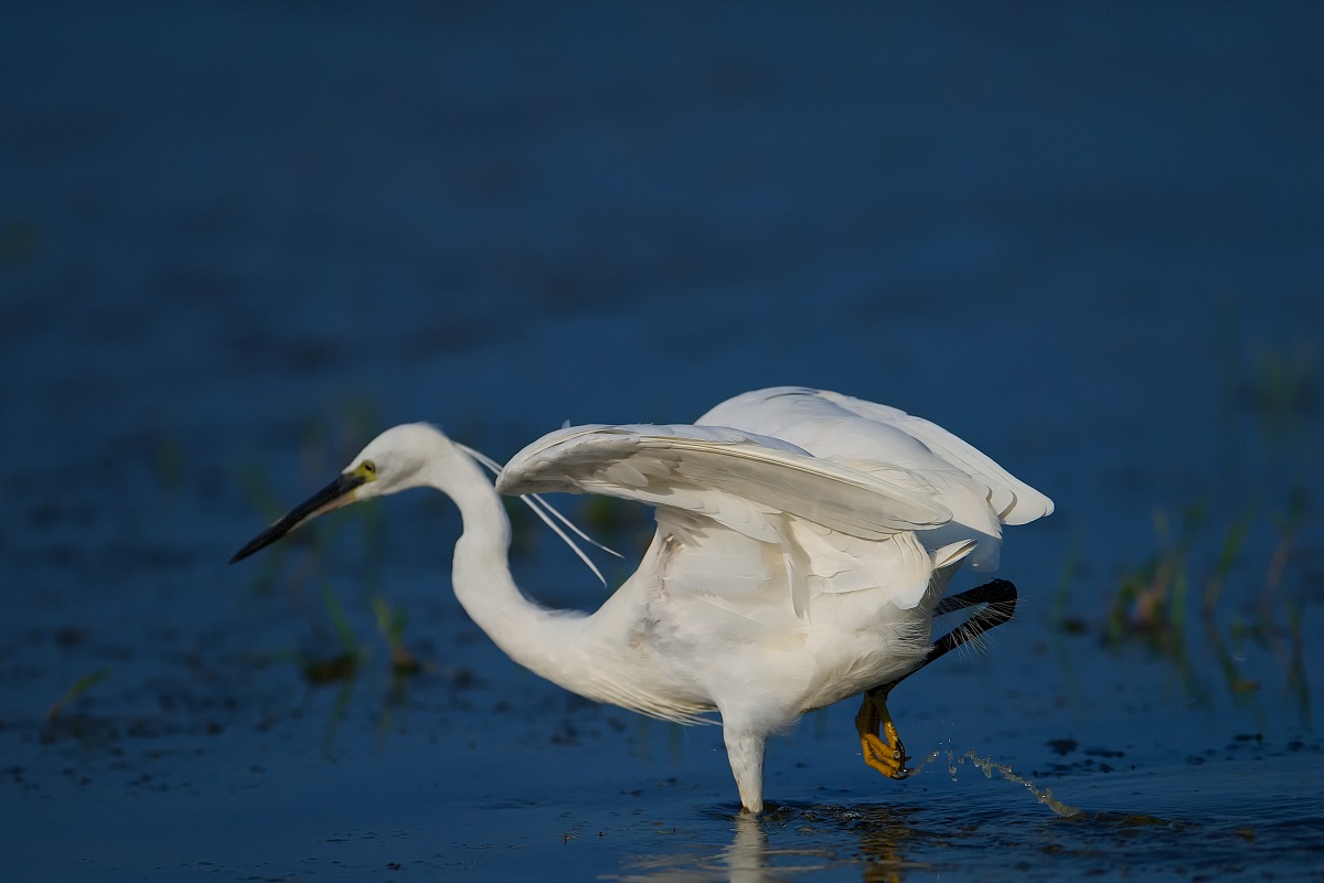 7 - Egret Egret--