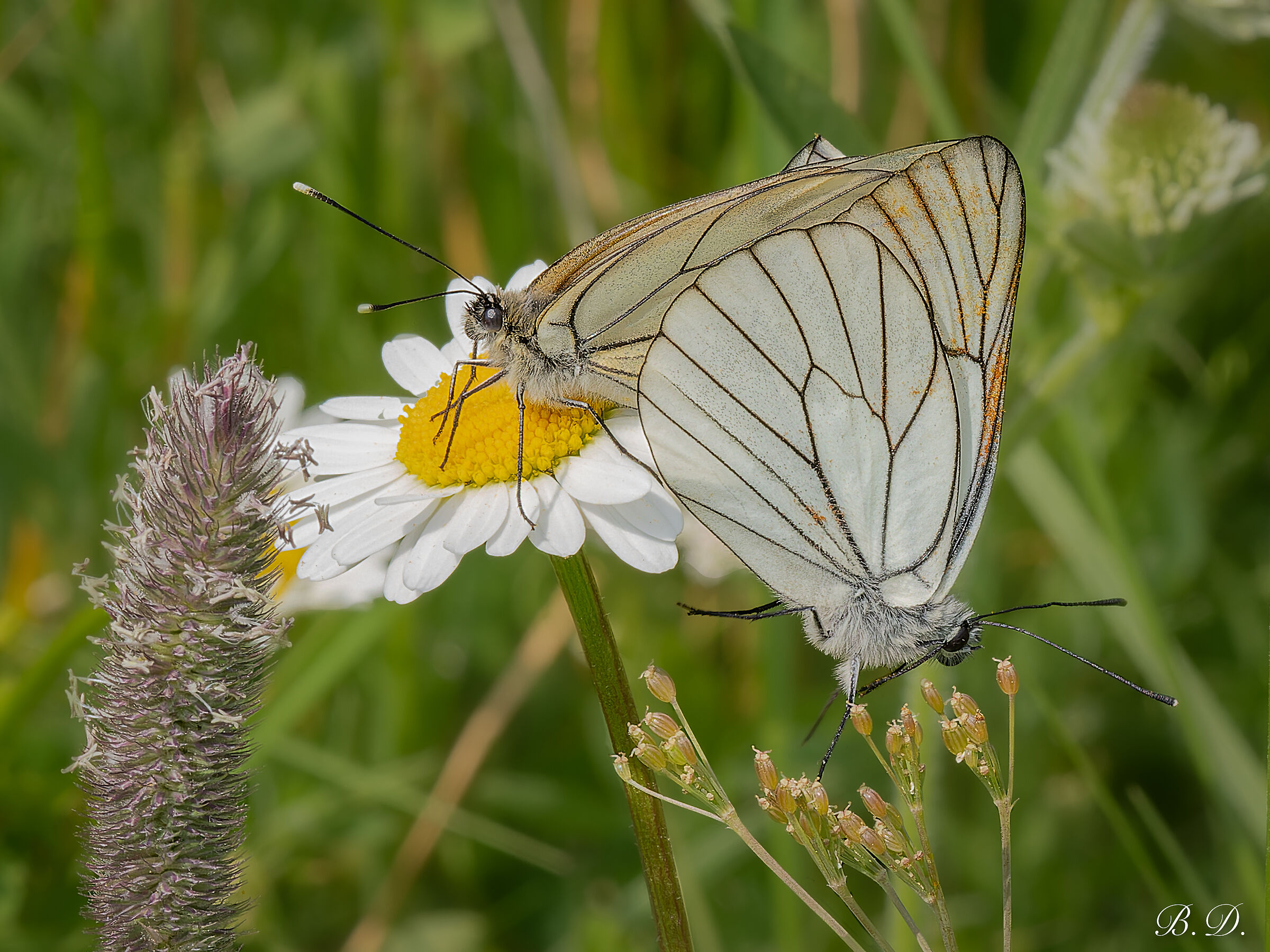 Aporia crataegi in coppia