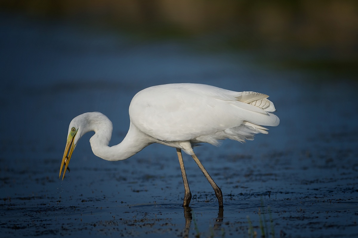 9 - M-White Heron Great Egret-