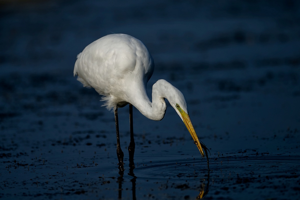 10 - M-White Heron Great Egret-