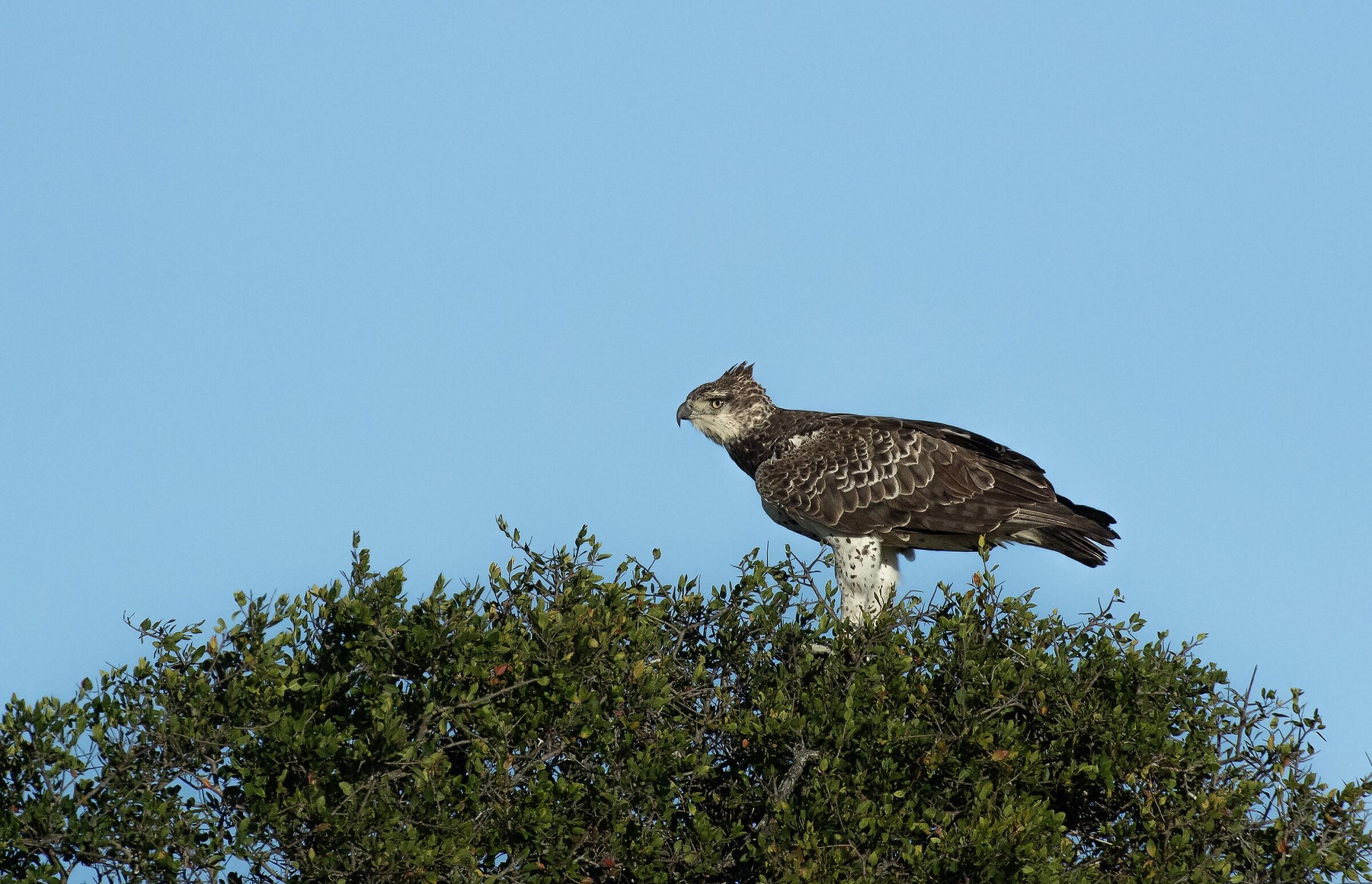 Un giovane esemplare di Martial Eagle