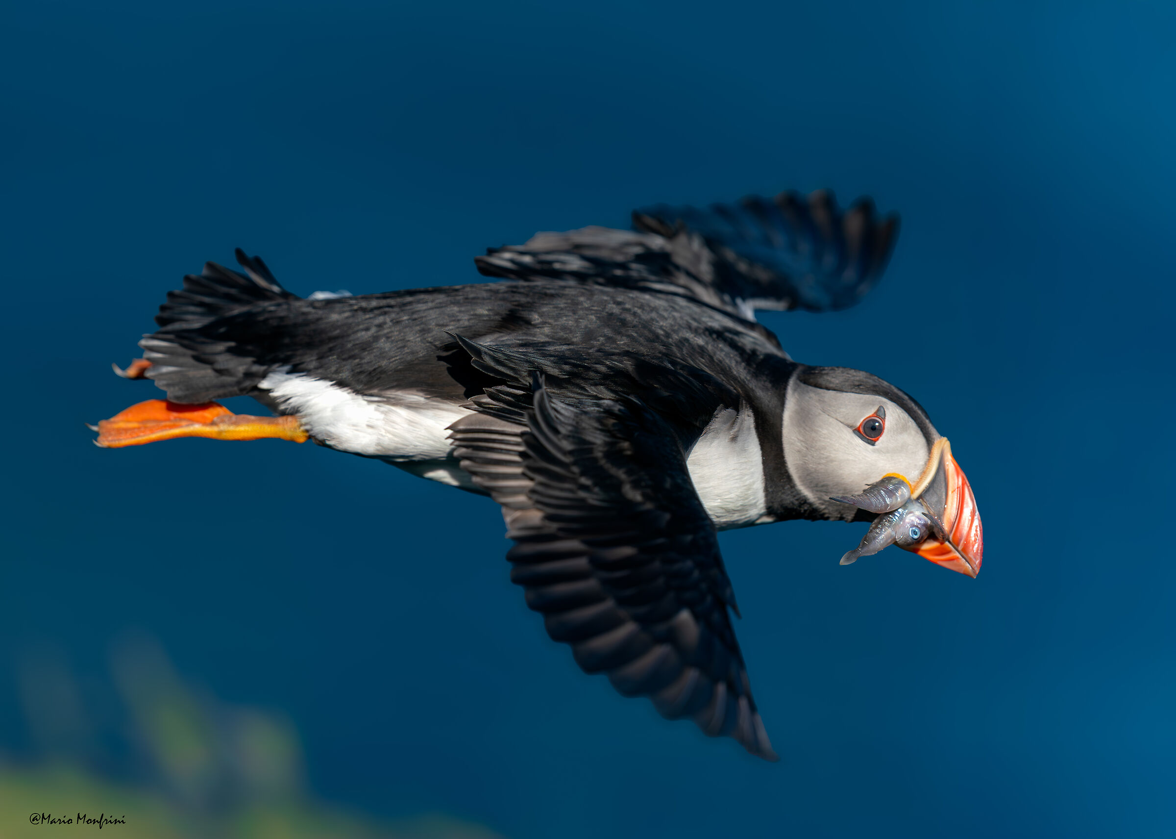 The puffin