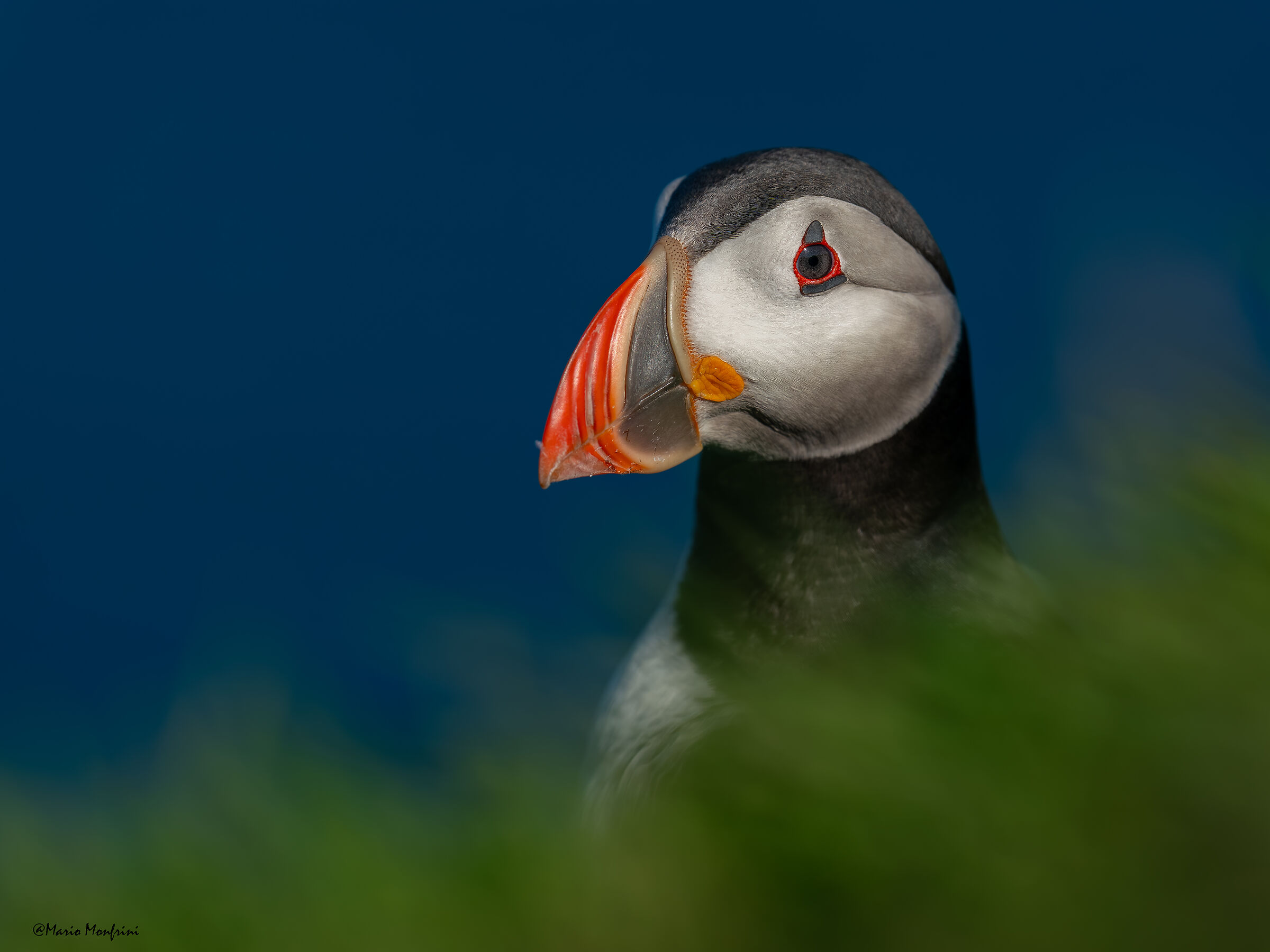 The puffin