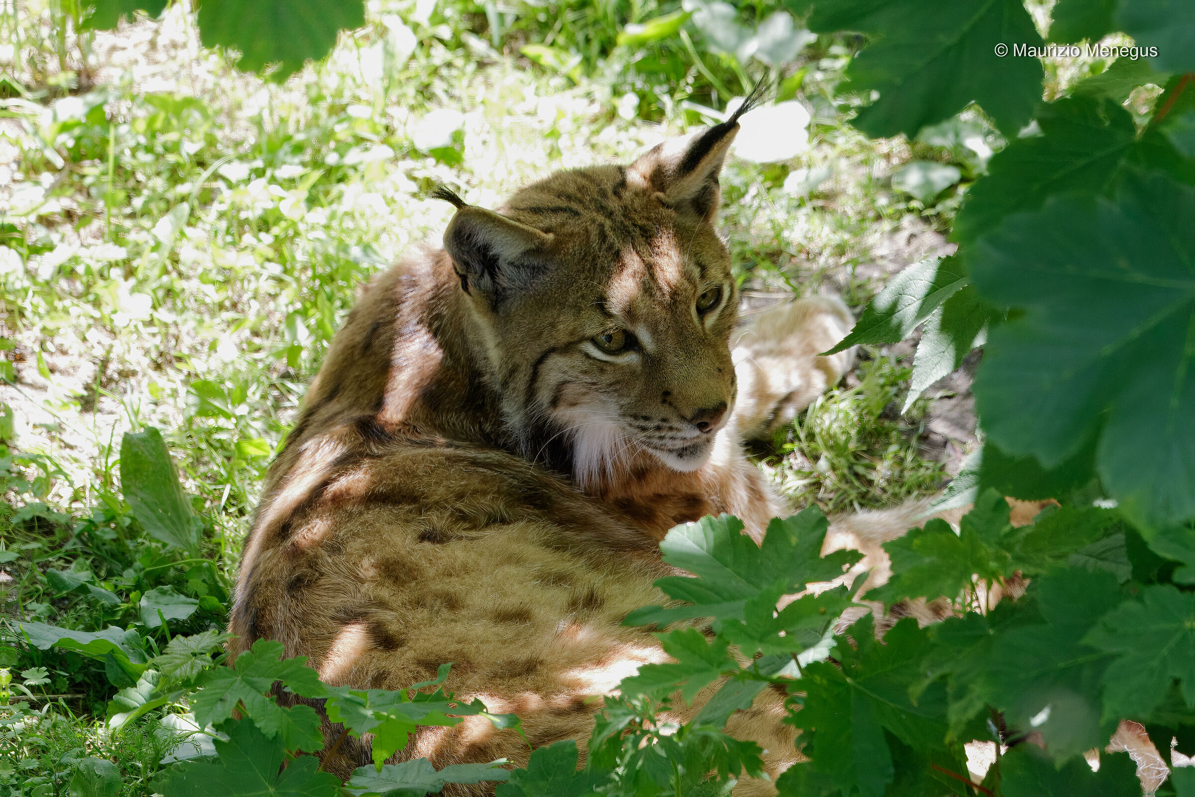 Lince europea, Lynx lynx Ambiente controllato - Austria