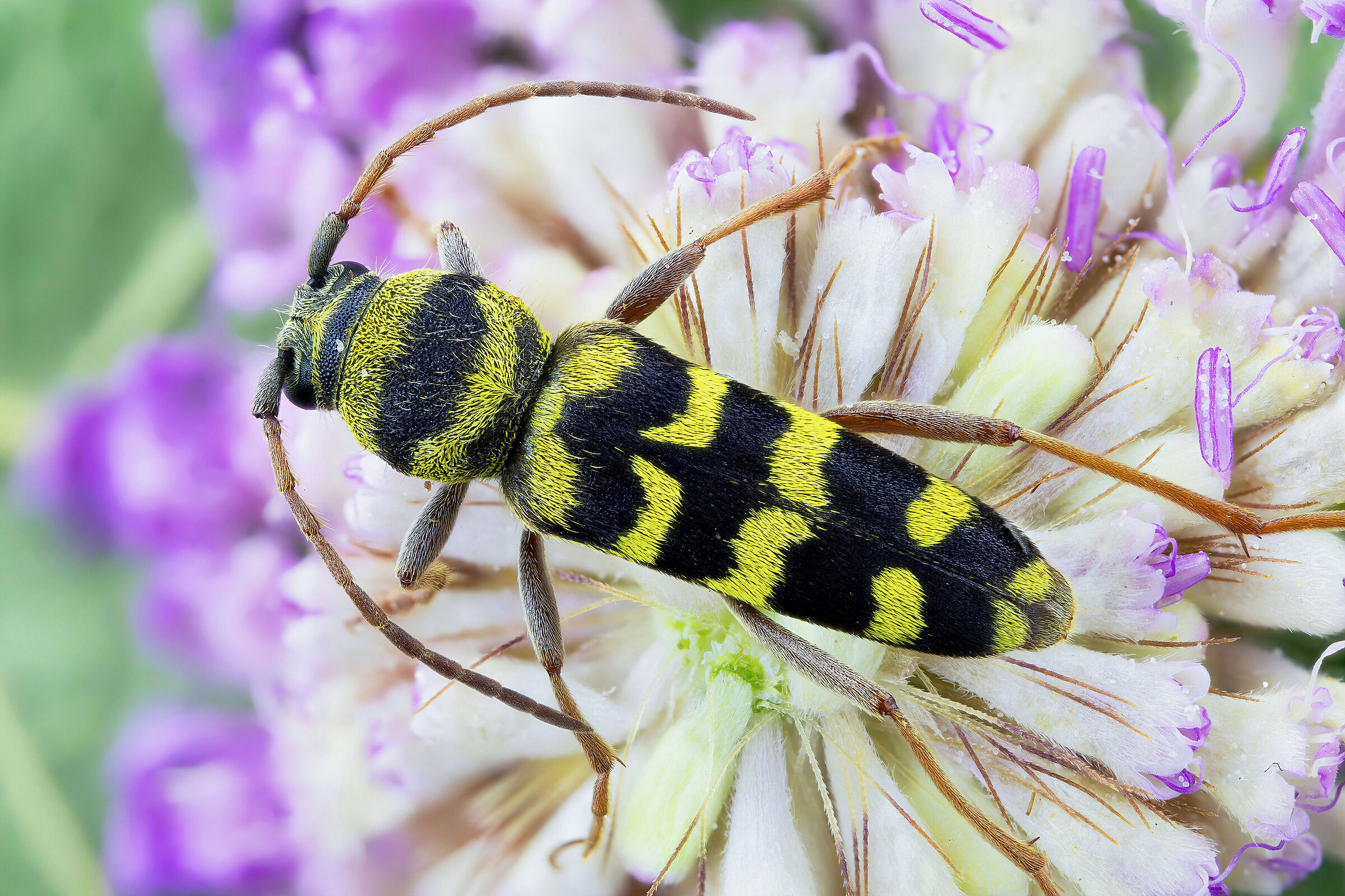 Plagionotus floralis