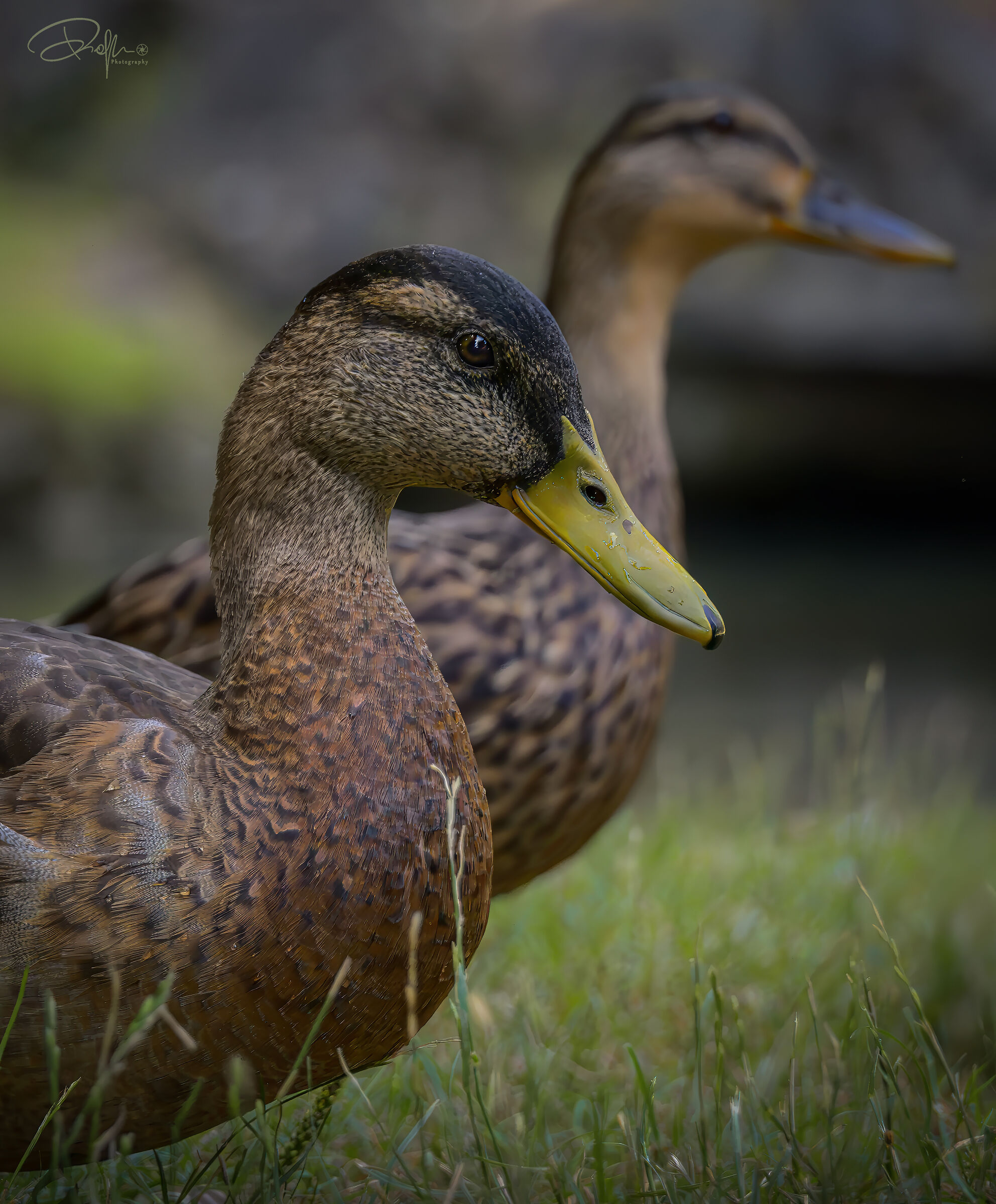 Germano reale femmina