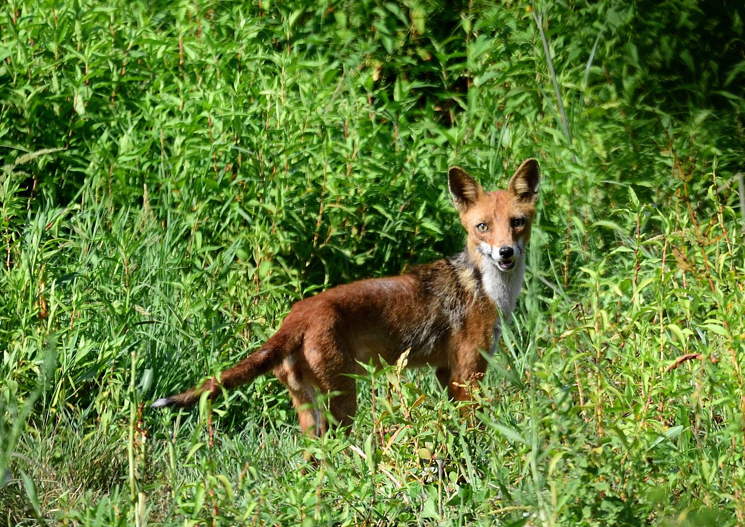 Vulpes vulpes