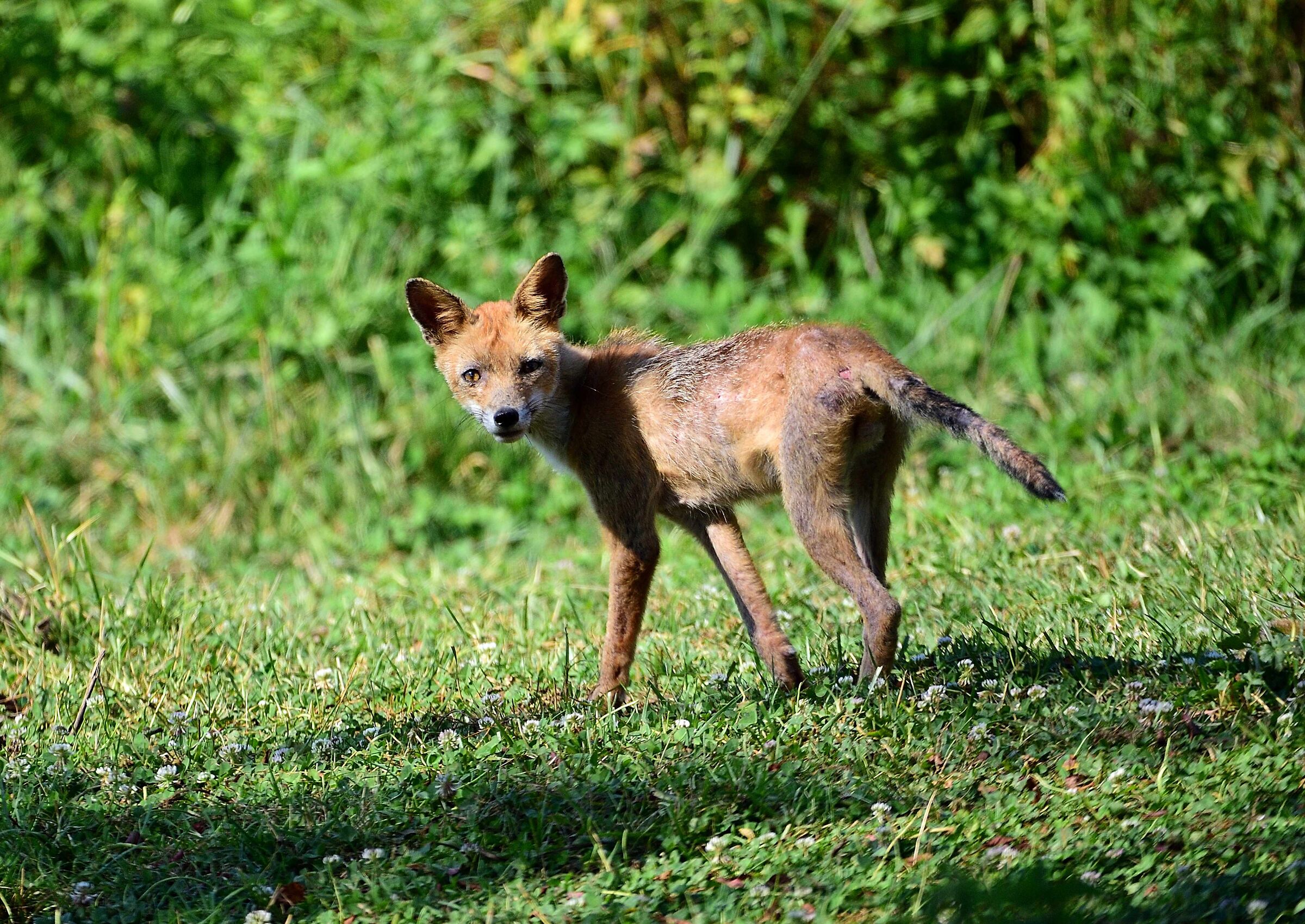 Vulpes vulpes