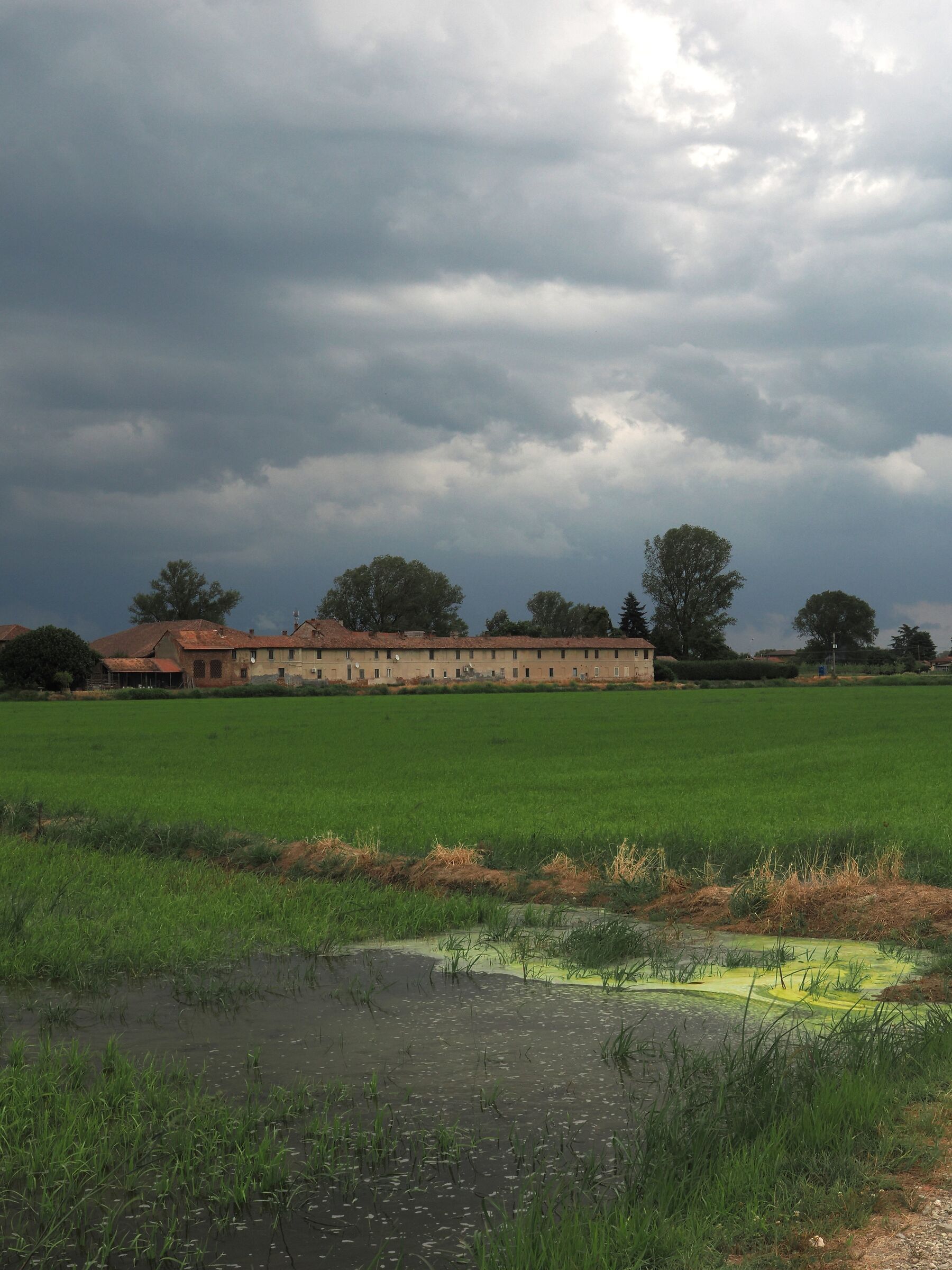 I colori della risaia e del temporale