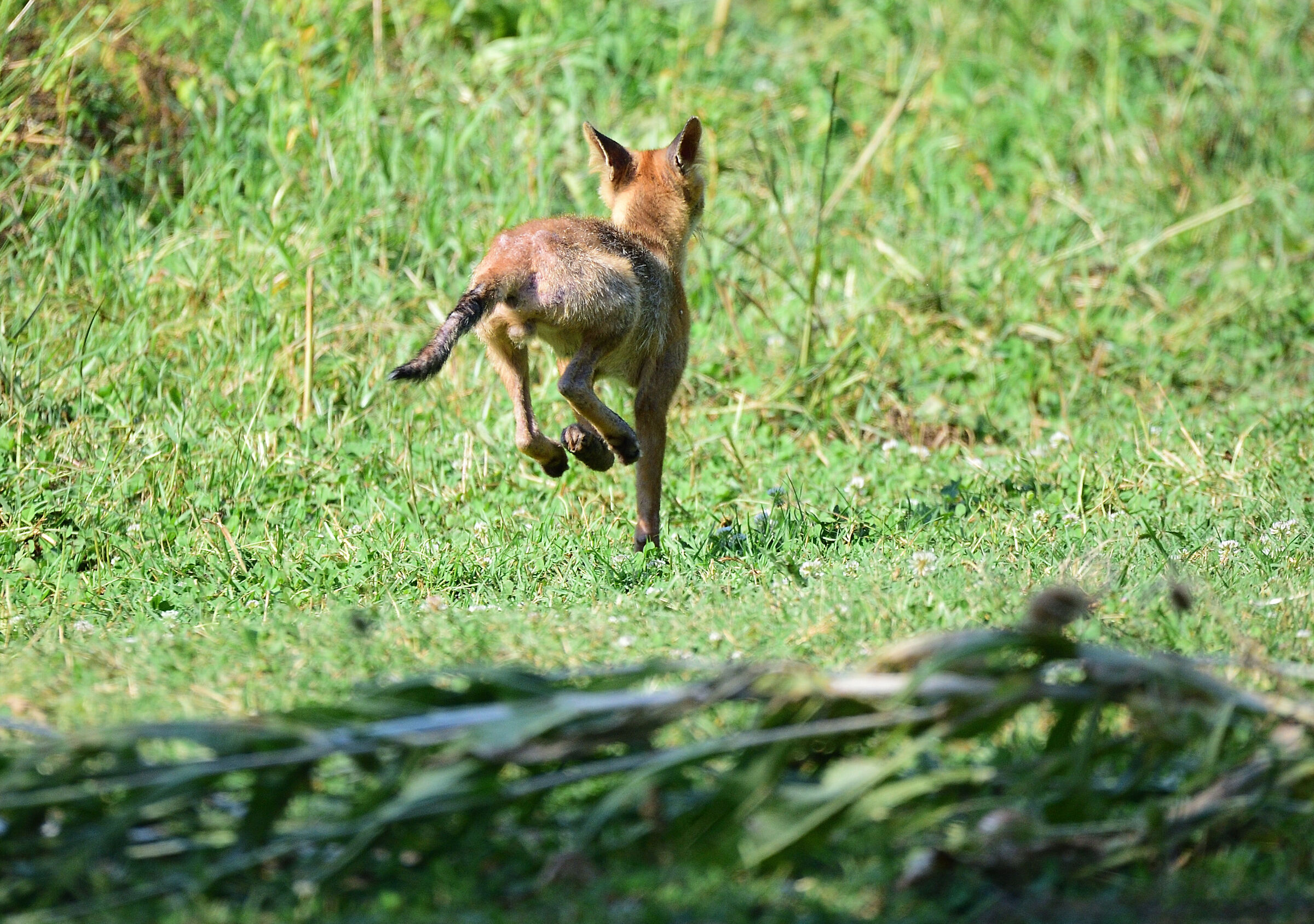 Vulpes vulpes