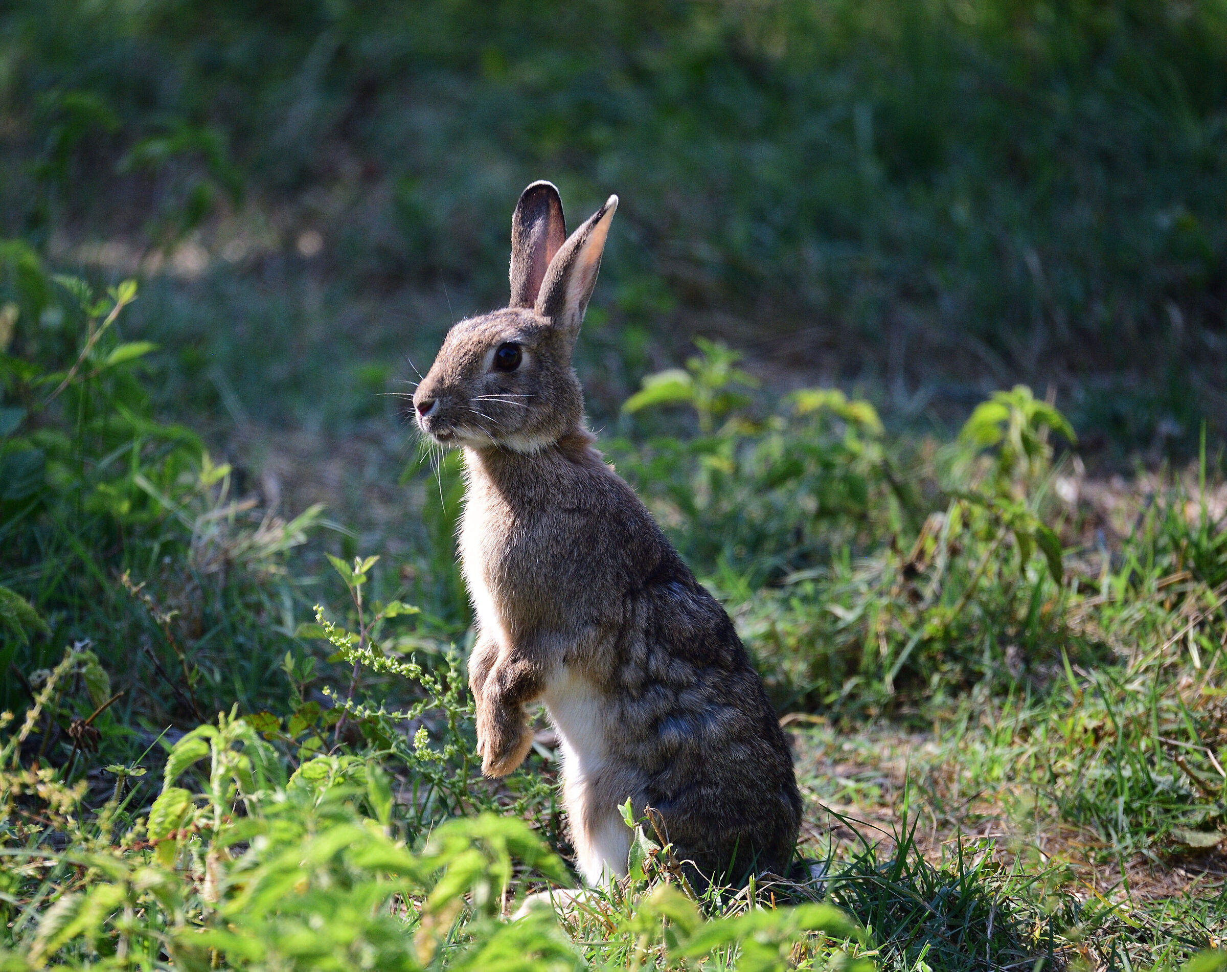 rabbit