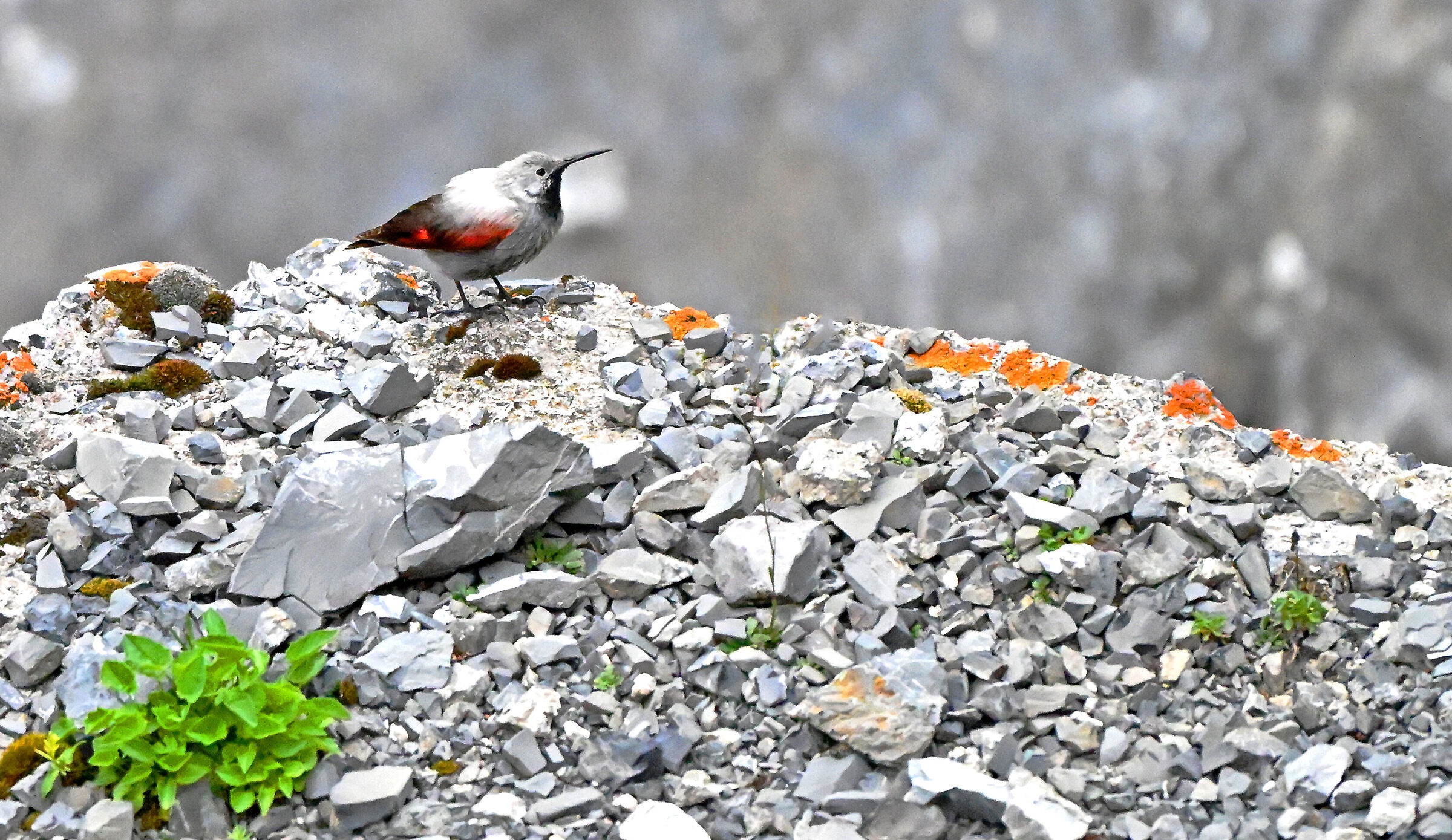 Wallcreeper