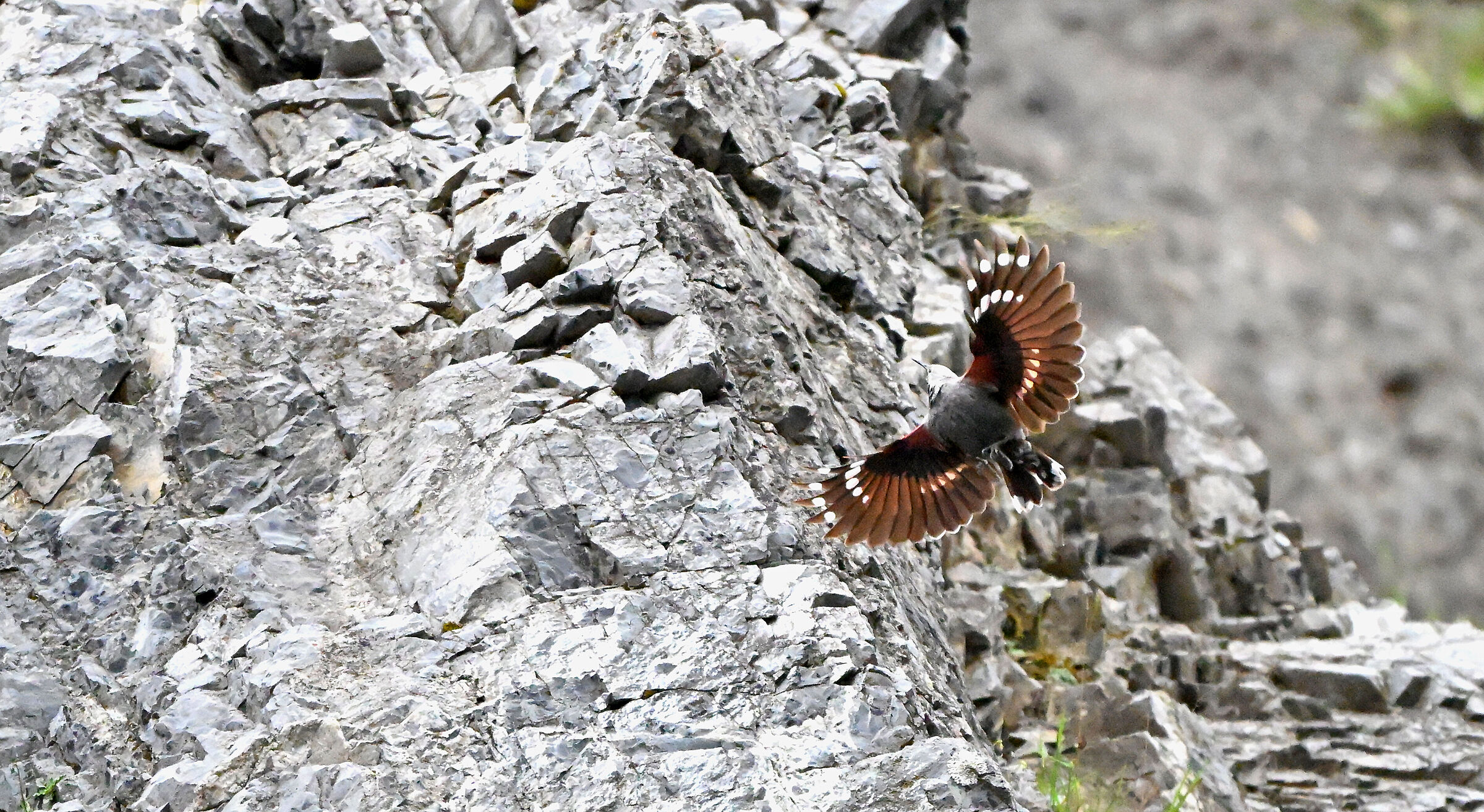 Wallcreeper