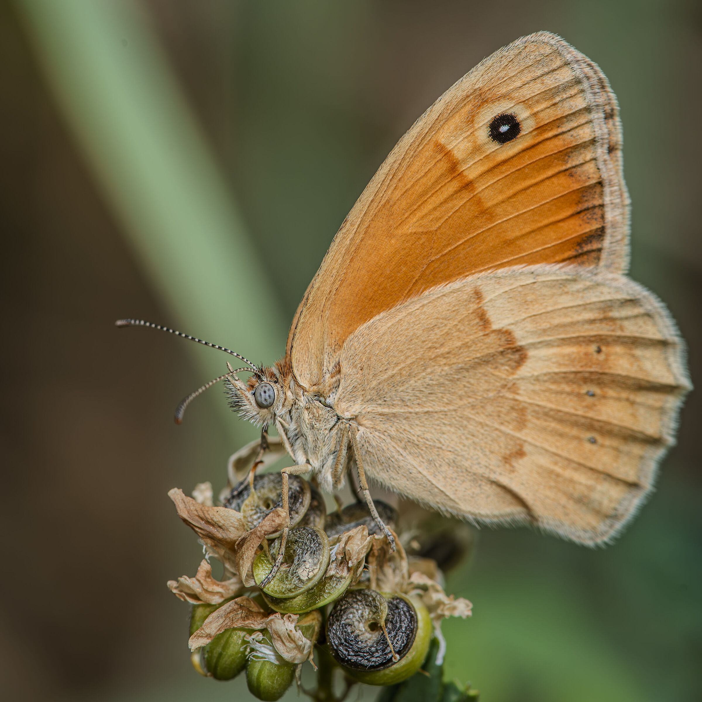 Coenonympha