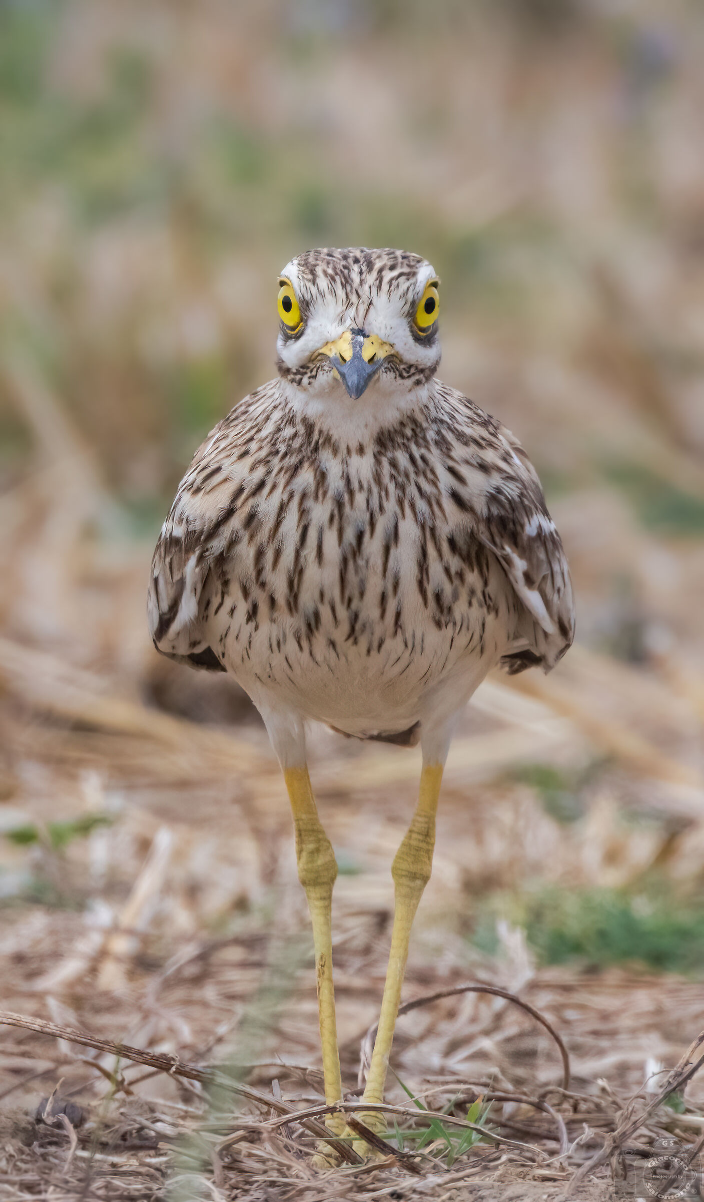 The gaze of the big eye.