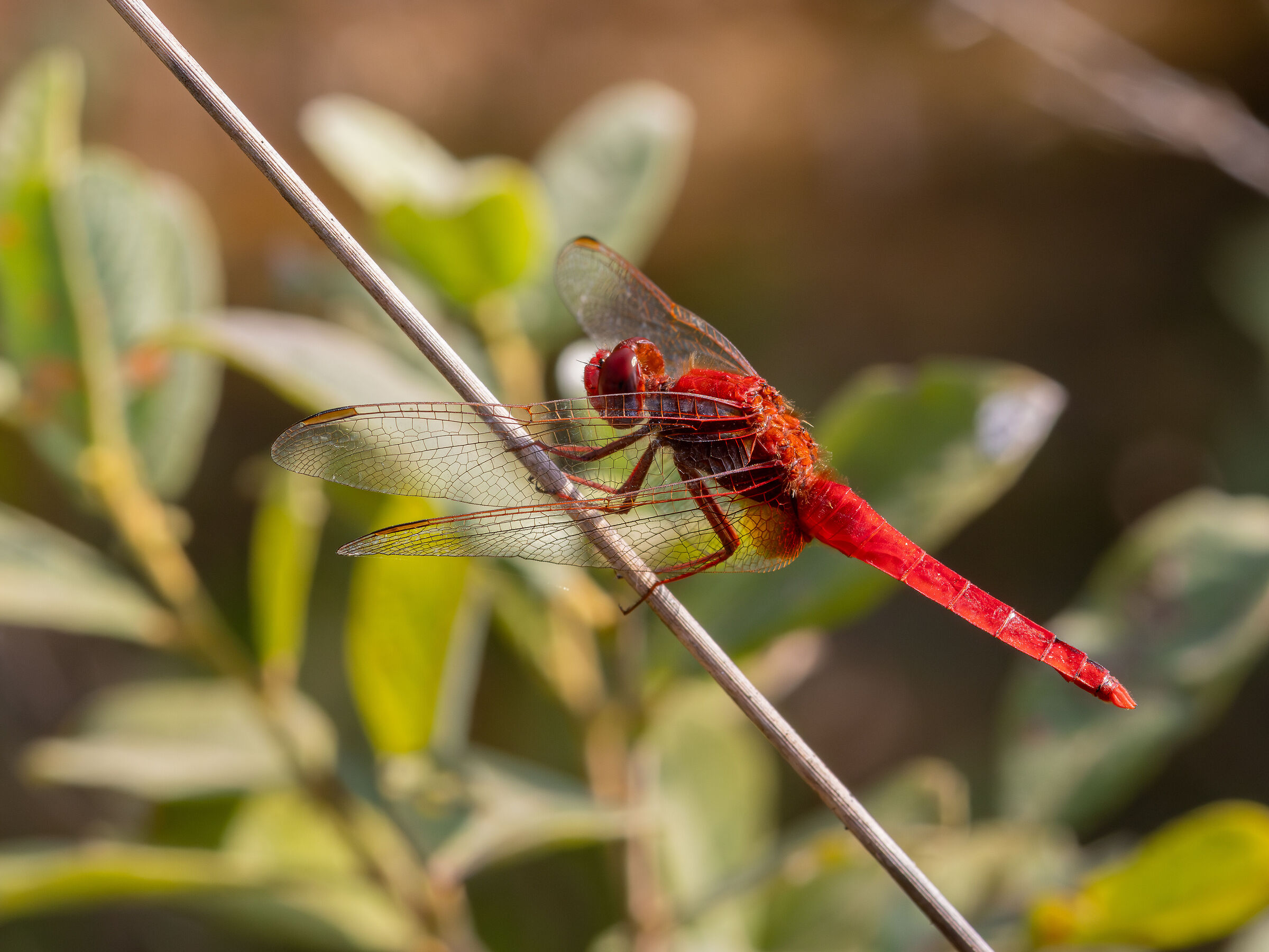 Red arrow (Crocothemis erythraea)