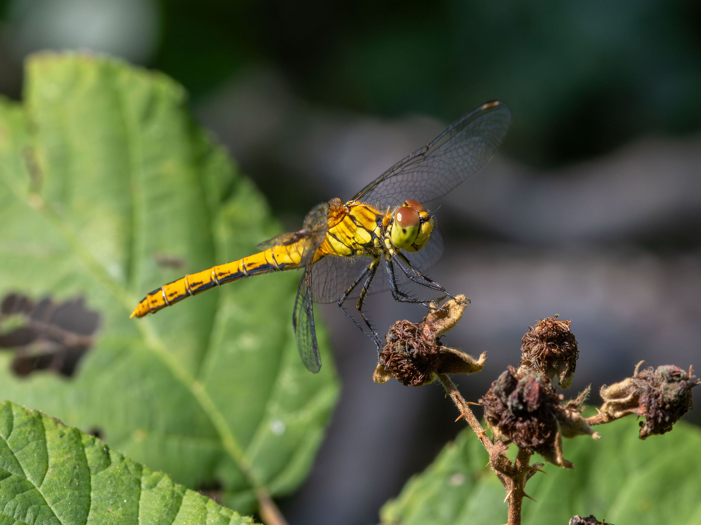 Red dragonfly (Sympetrum sanguineo)
