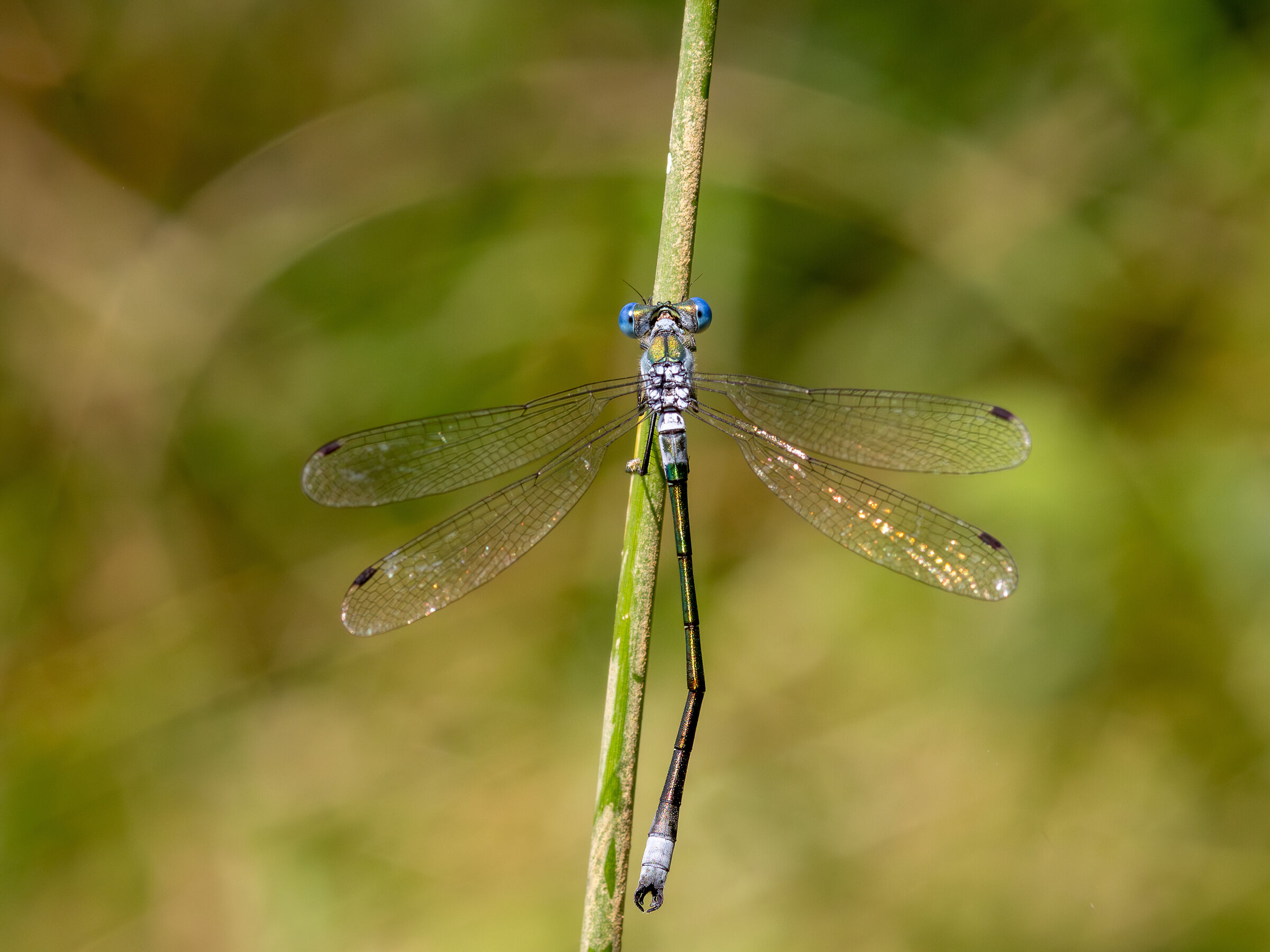 Northern greenfinch (Lestes sponsa)