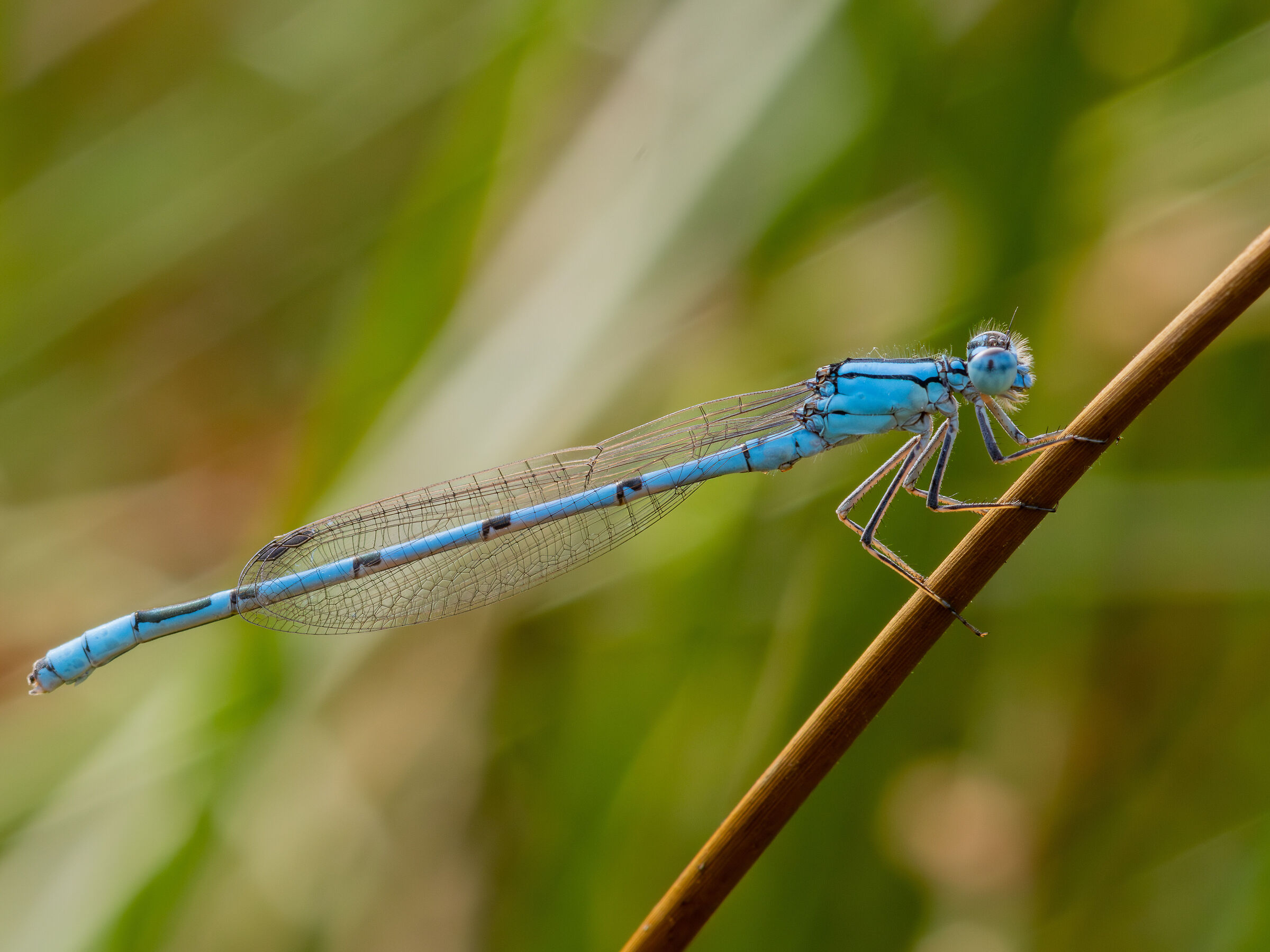 Light blue goblet holder (Enallagma cyathigerum)
