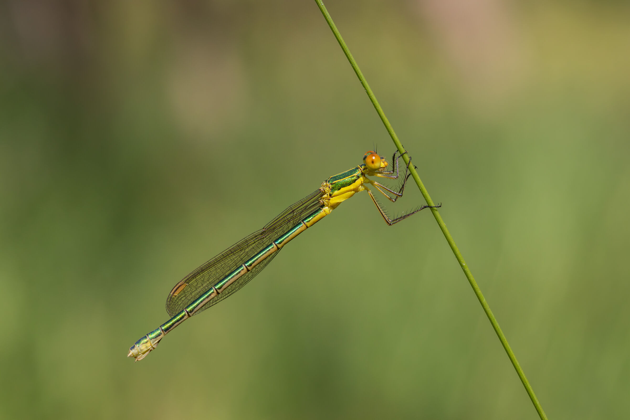 Lesser Greenfinch (Lestes virens)