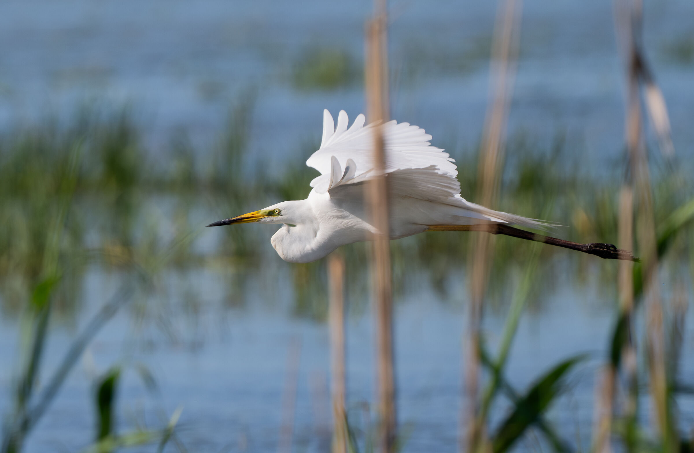White Heron