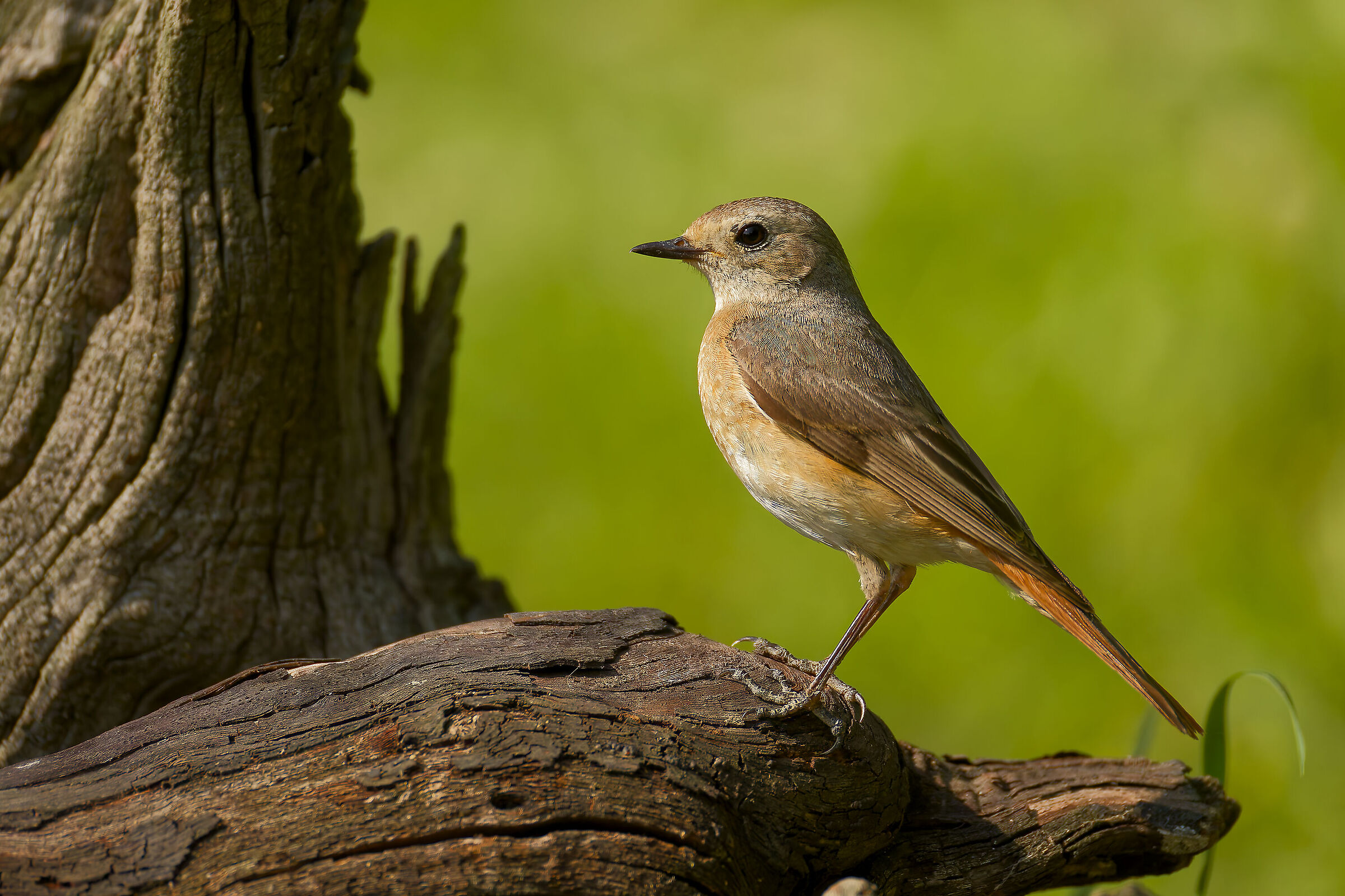 Redstart f.