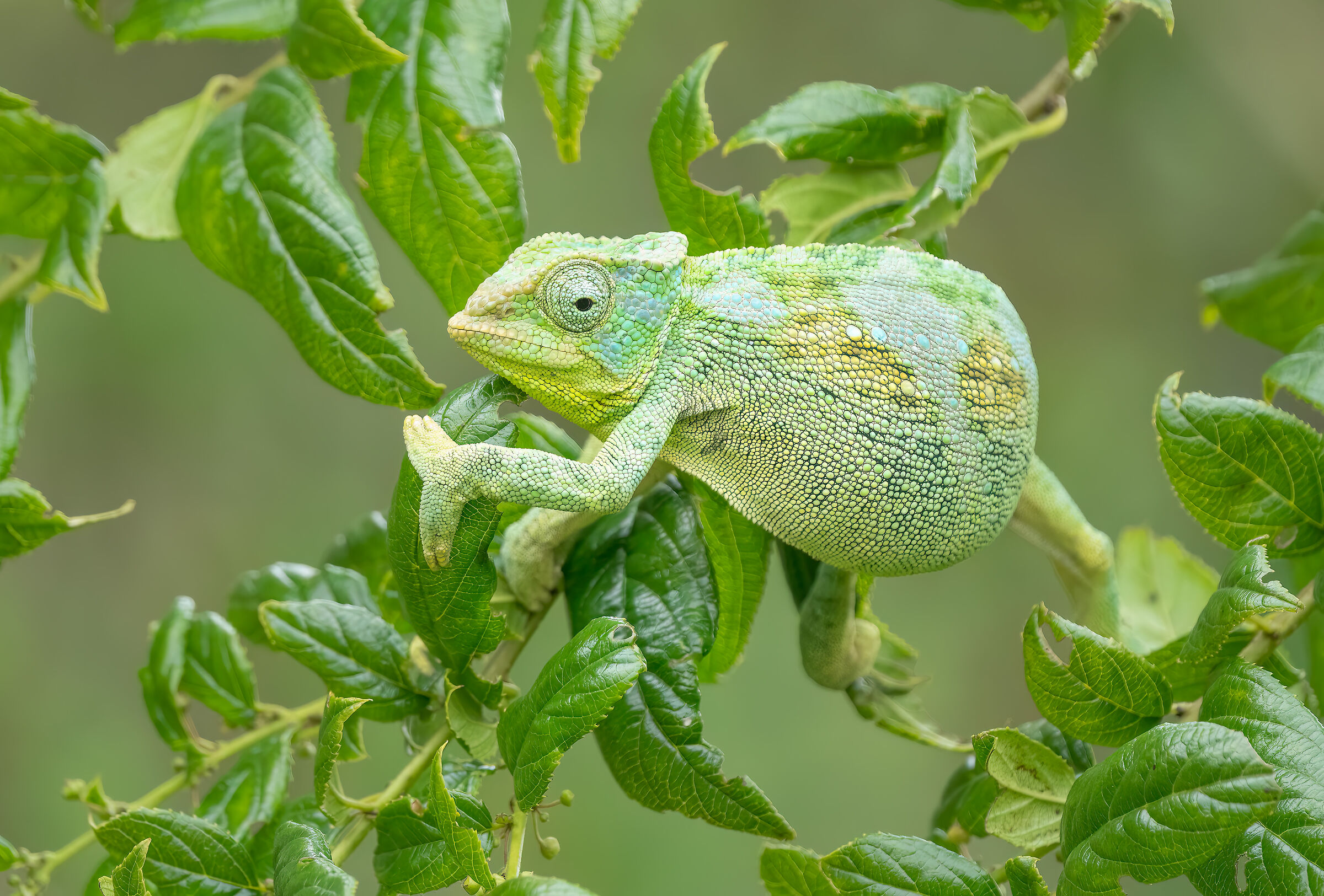 Chameleon