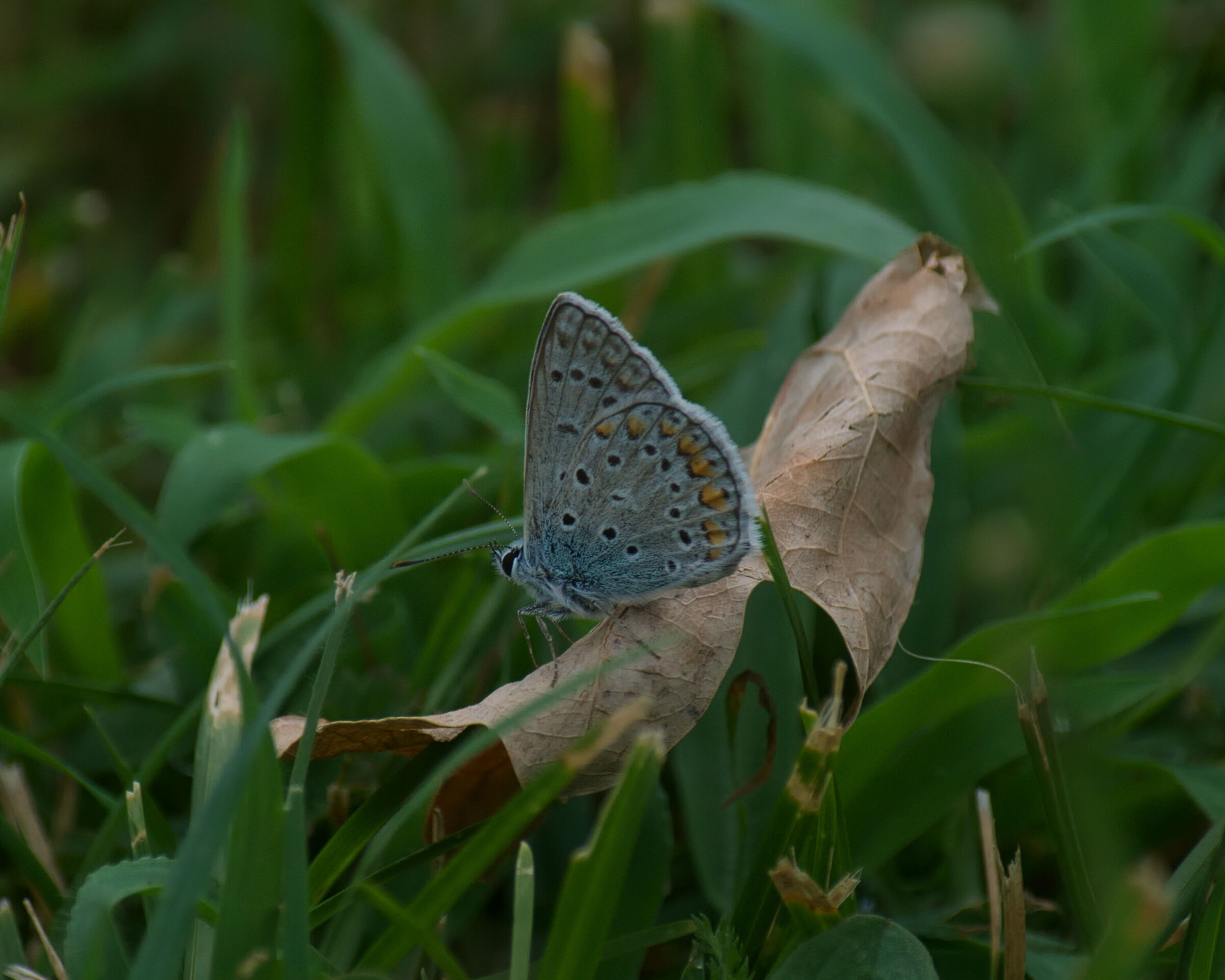 IcaroAzzurro. 06/07/25.
