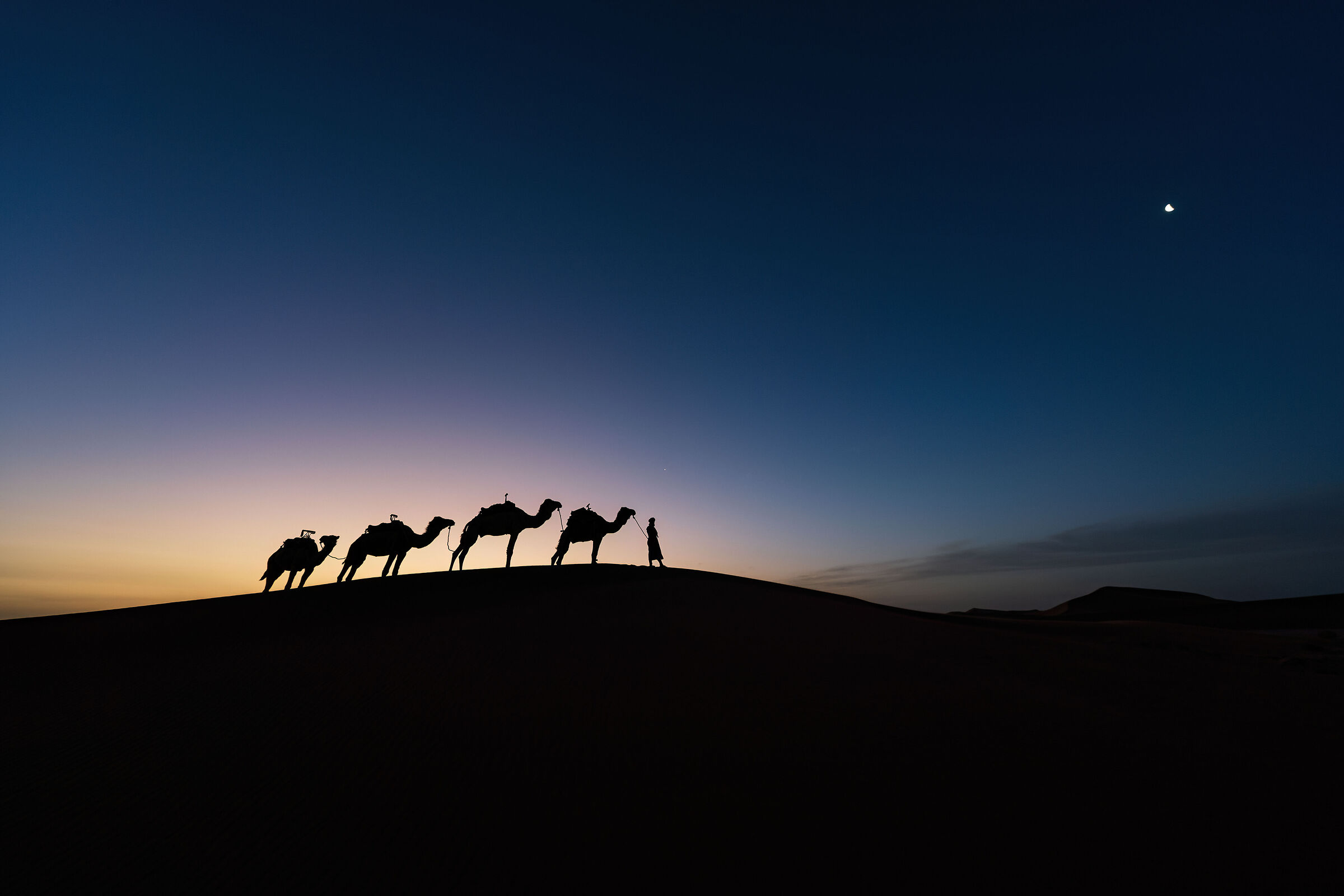 Camels at dusk over the dunes of Chigaga