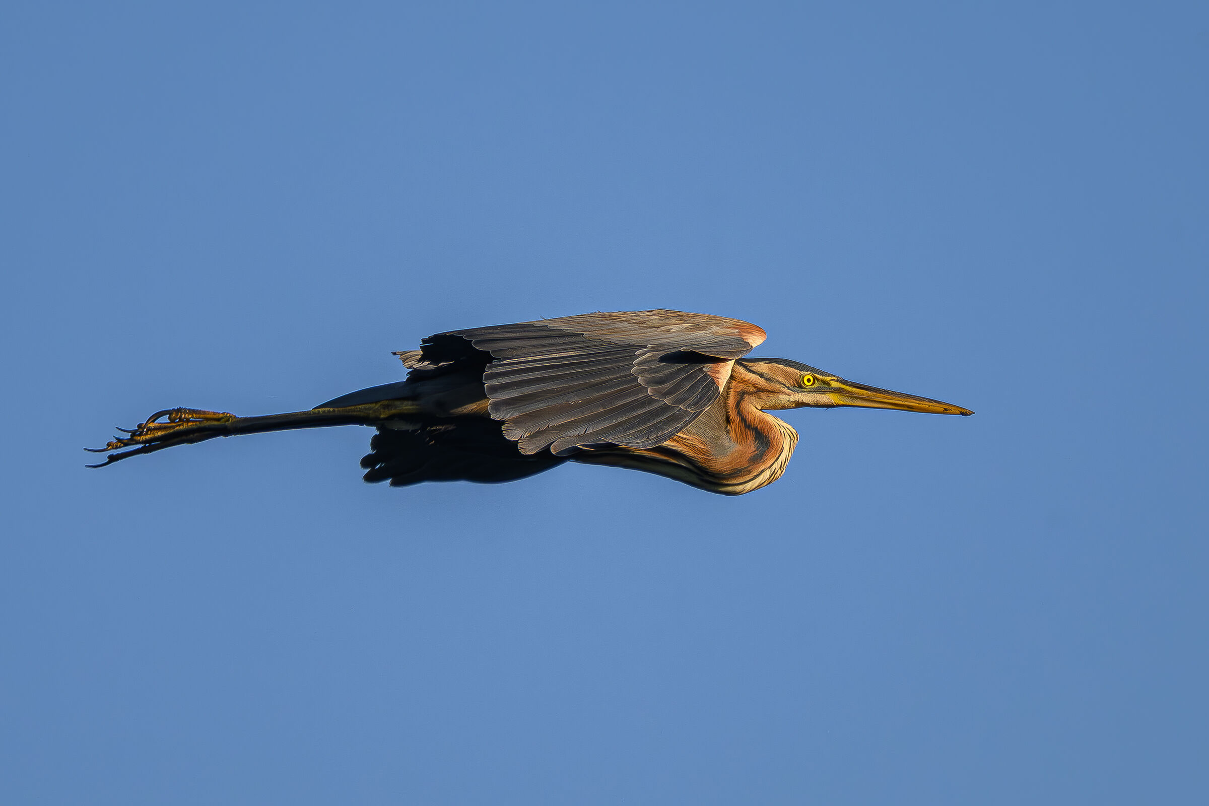 Purple heron