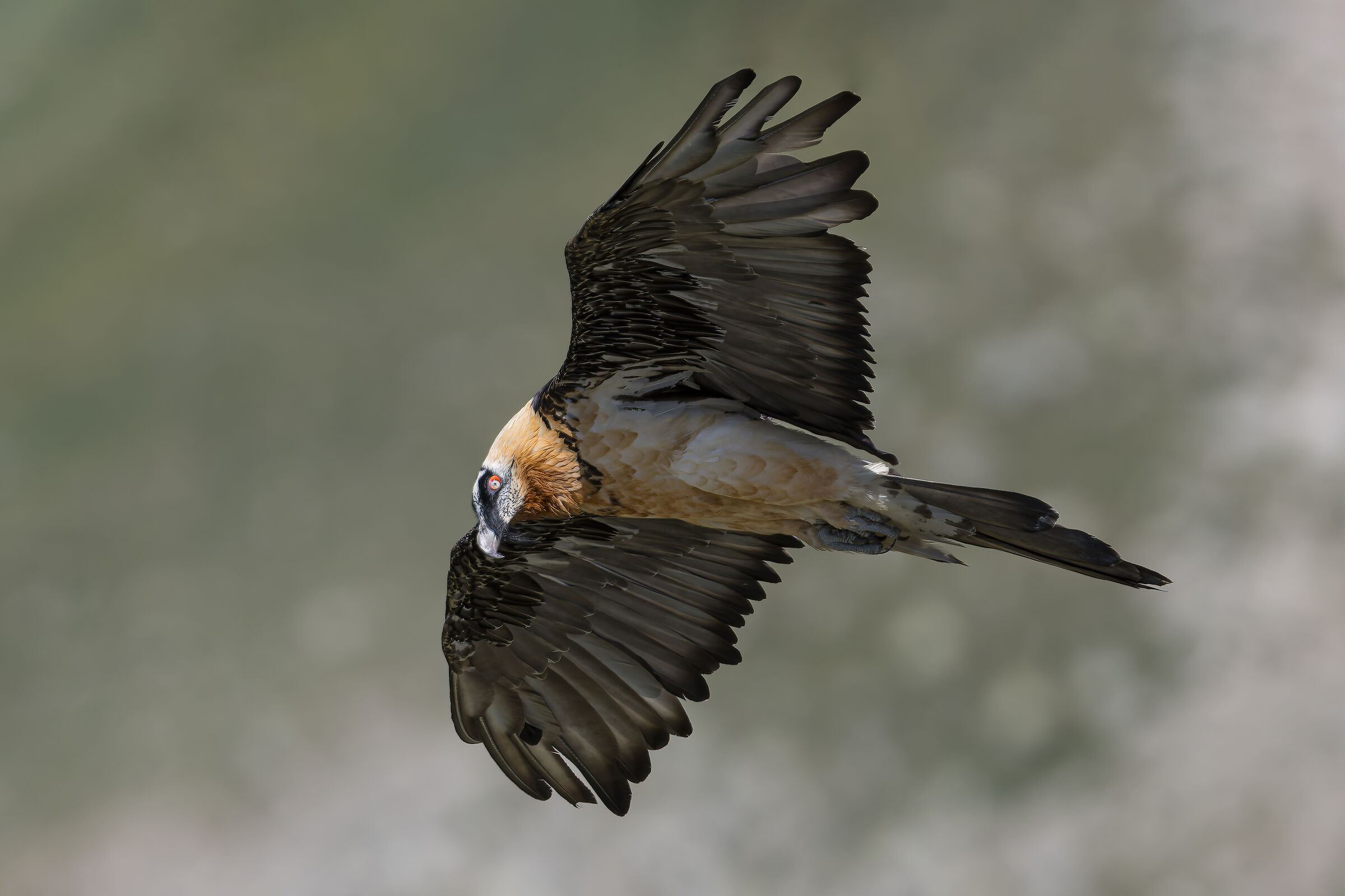 Gypaetus barbatus - Gran Paradiso National Park