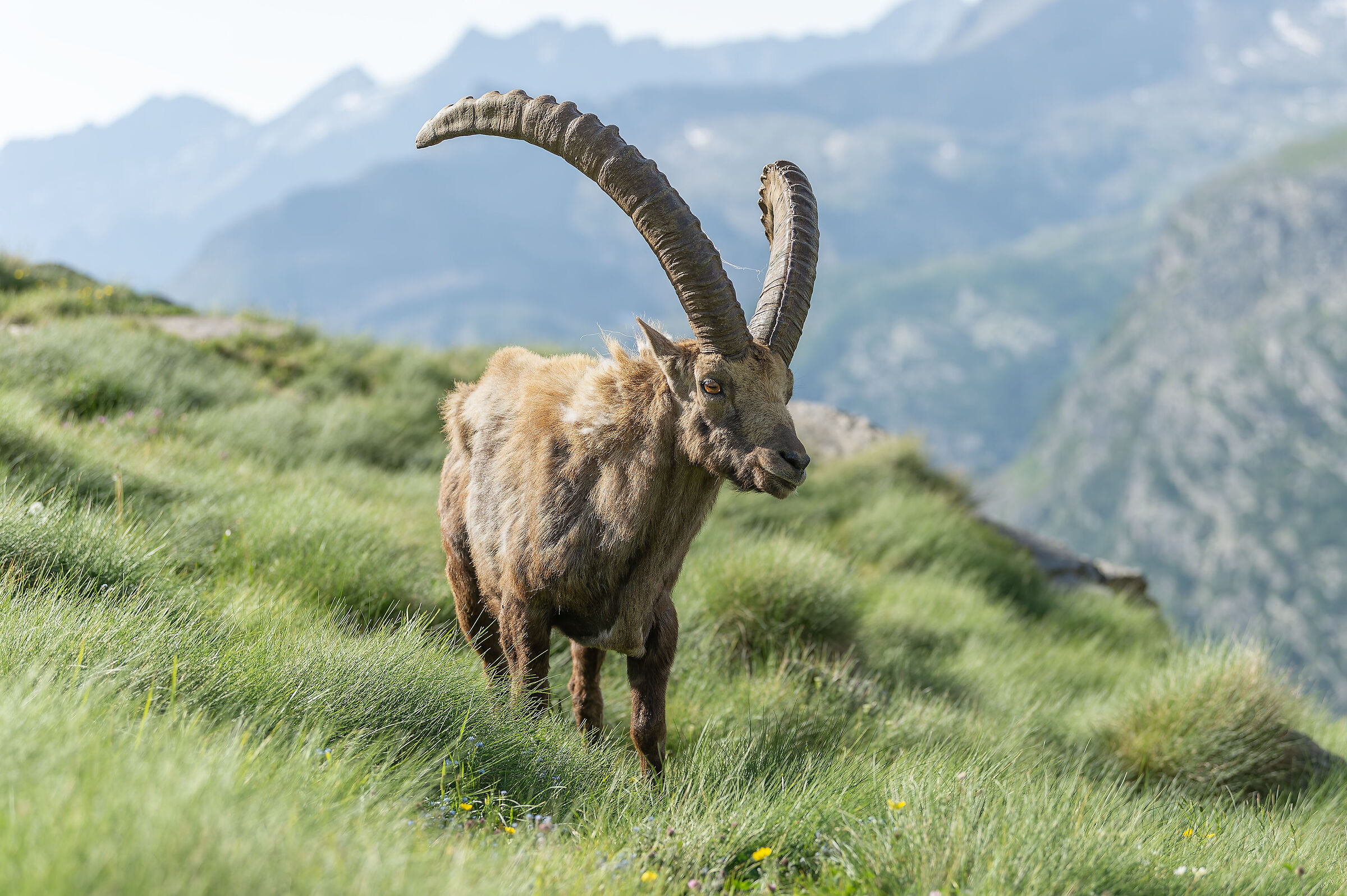 Ibex - Gran Paradiso National Park