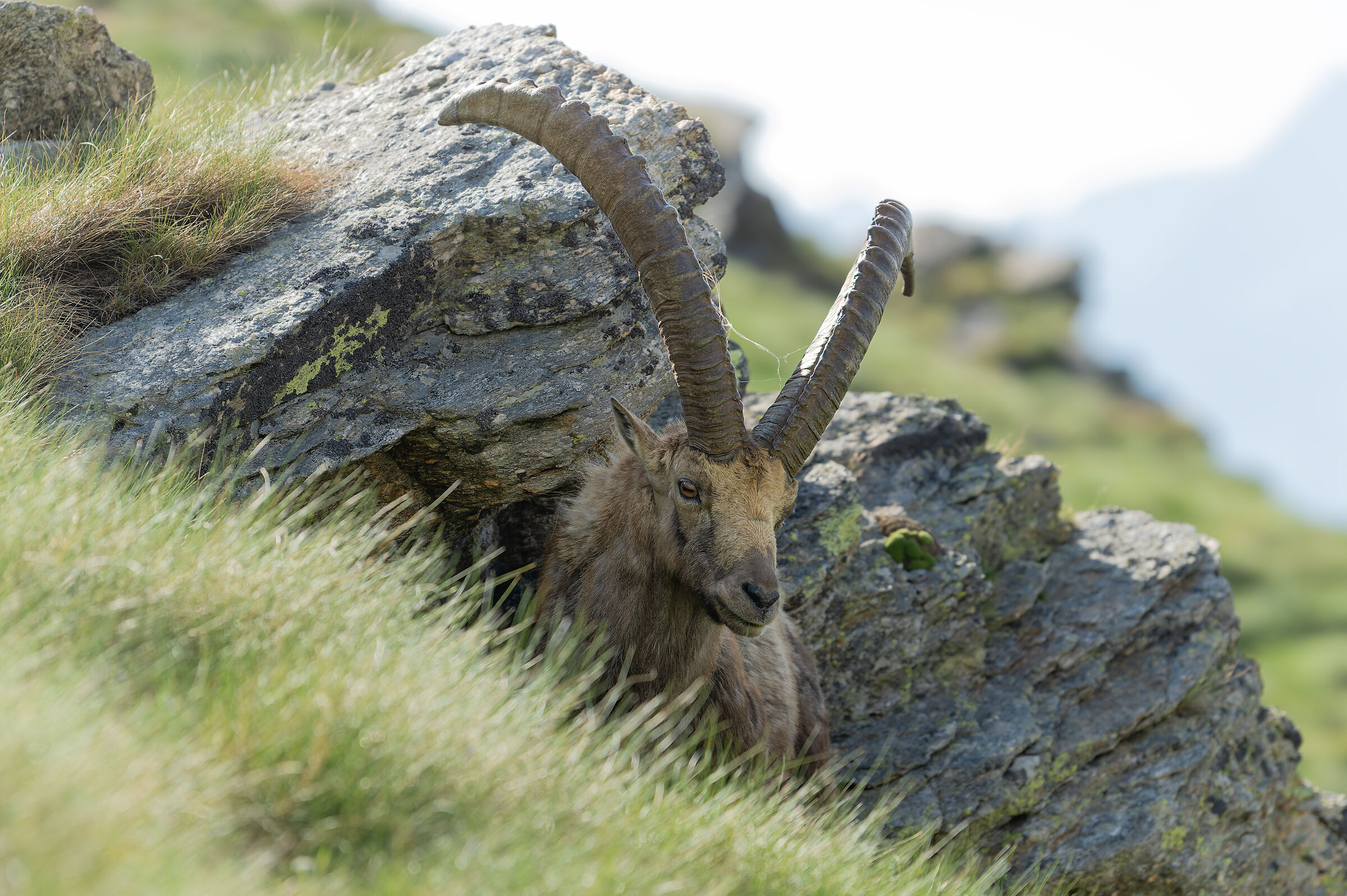 Ibex - Gran Paradiso National Park