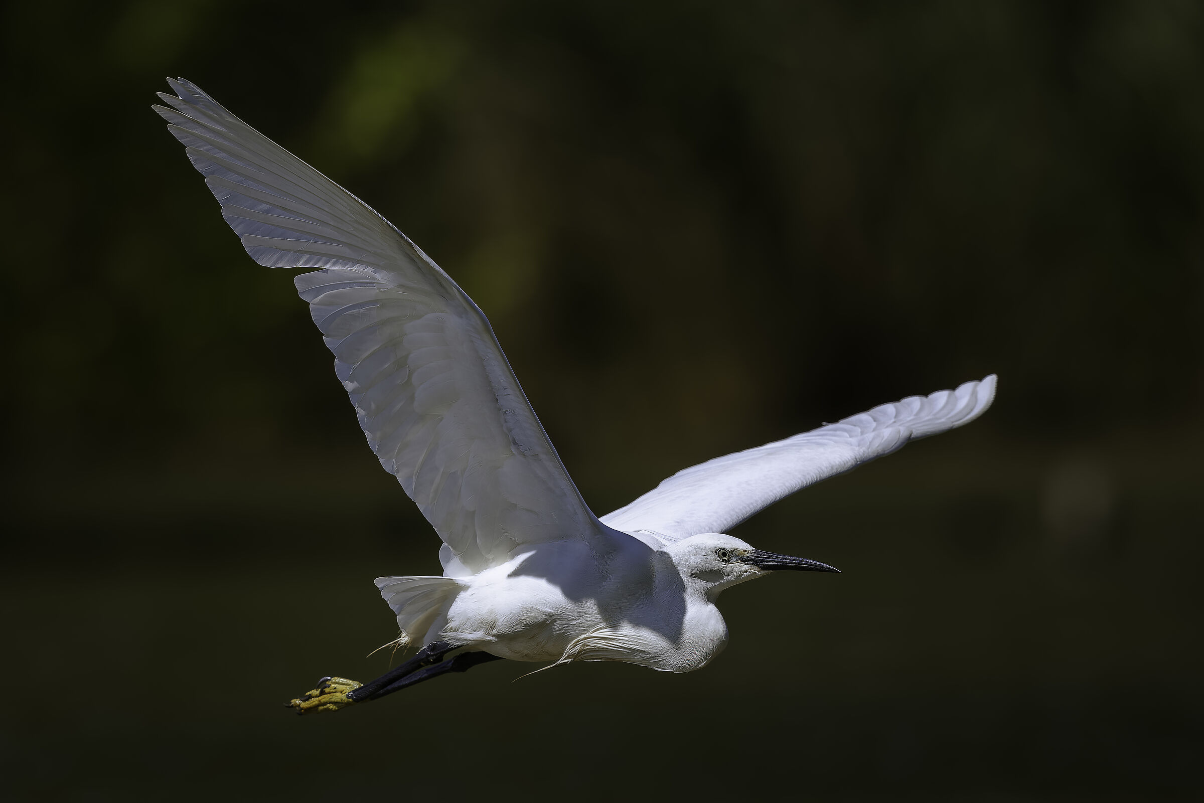 Egretta garzetta