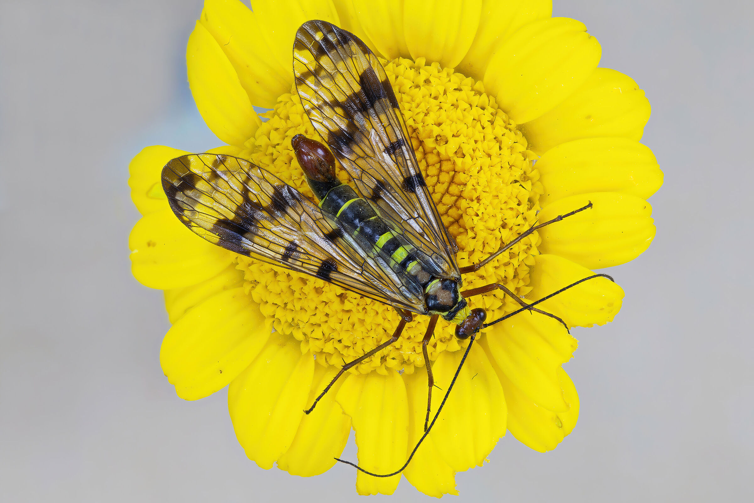 Panorpa (fly-scorpion)