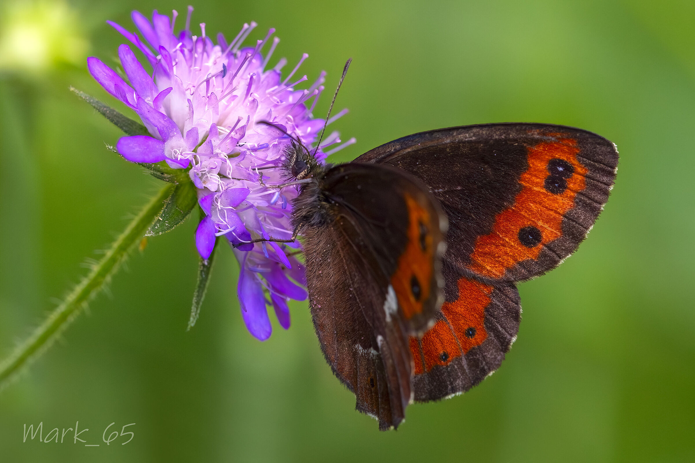 Erebia Euryale,